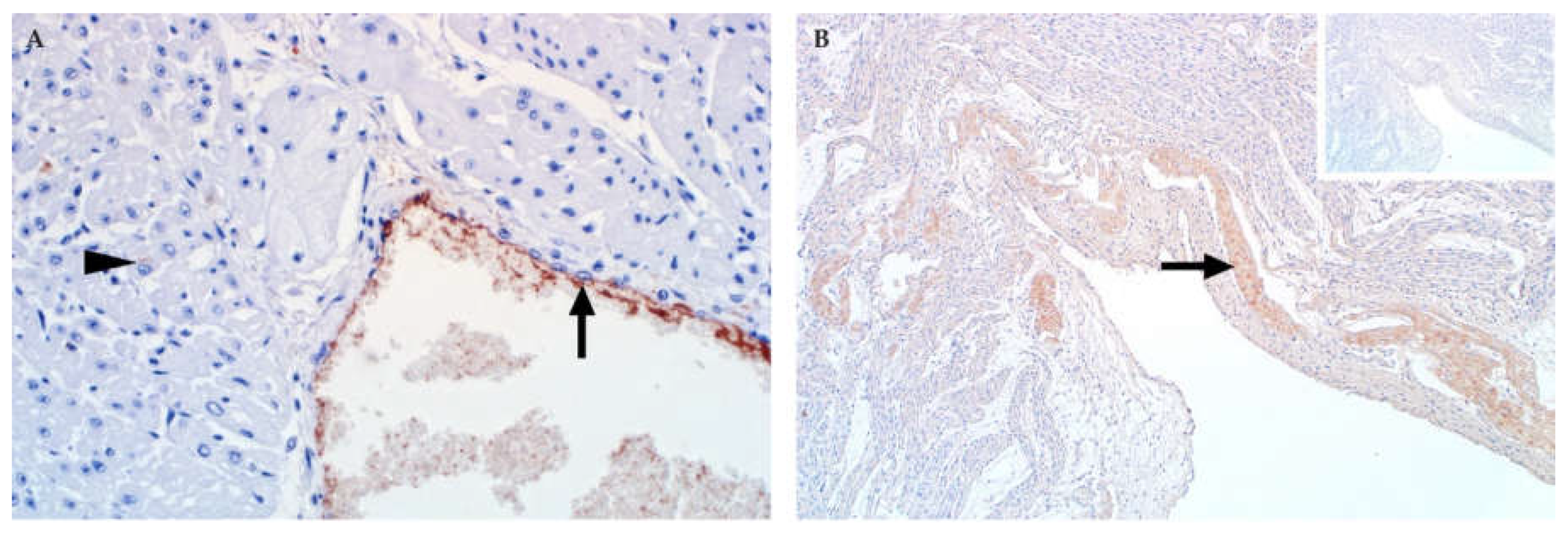 Viruses 13 00709 g012