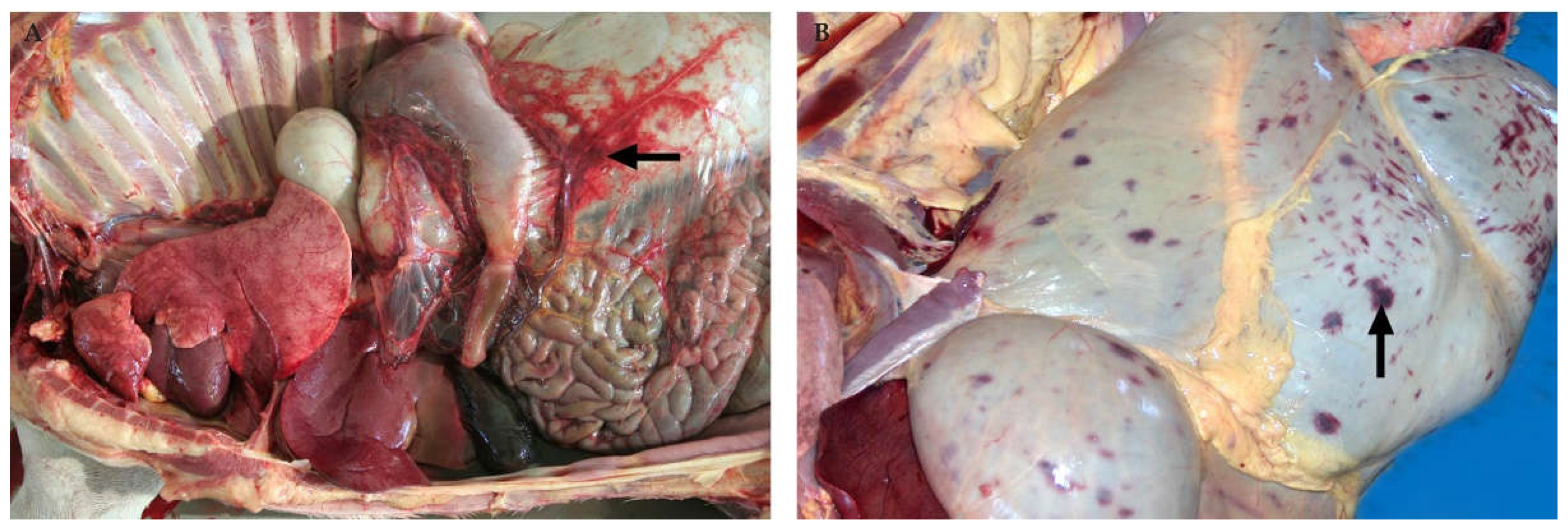 Viruses 13 00709 g013