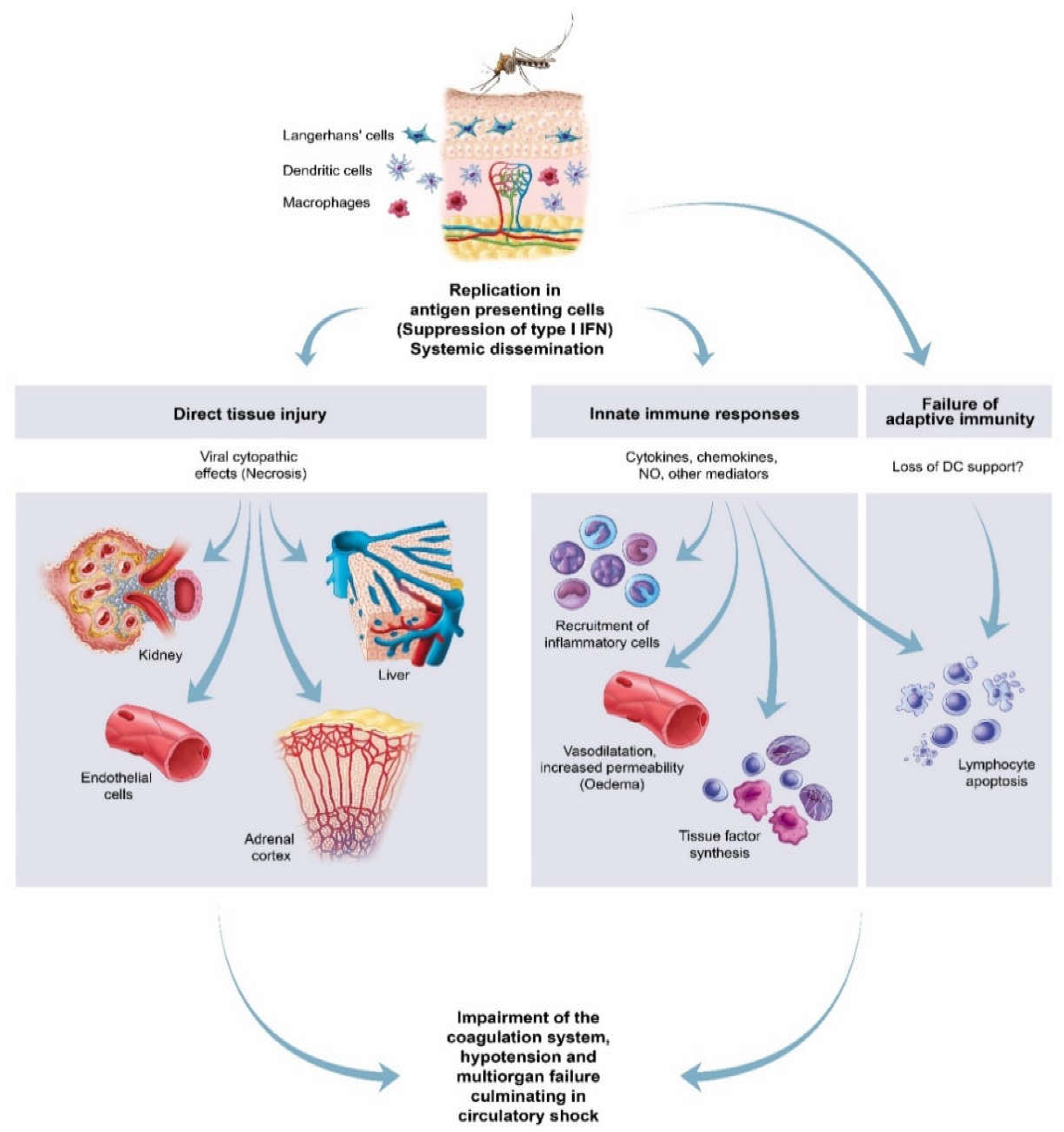 Viruses 13 00709 g016
