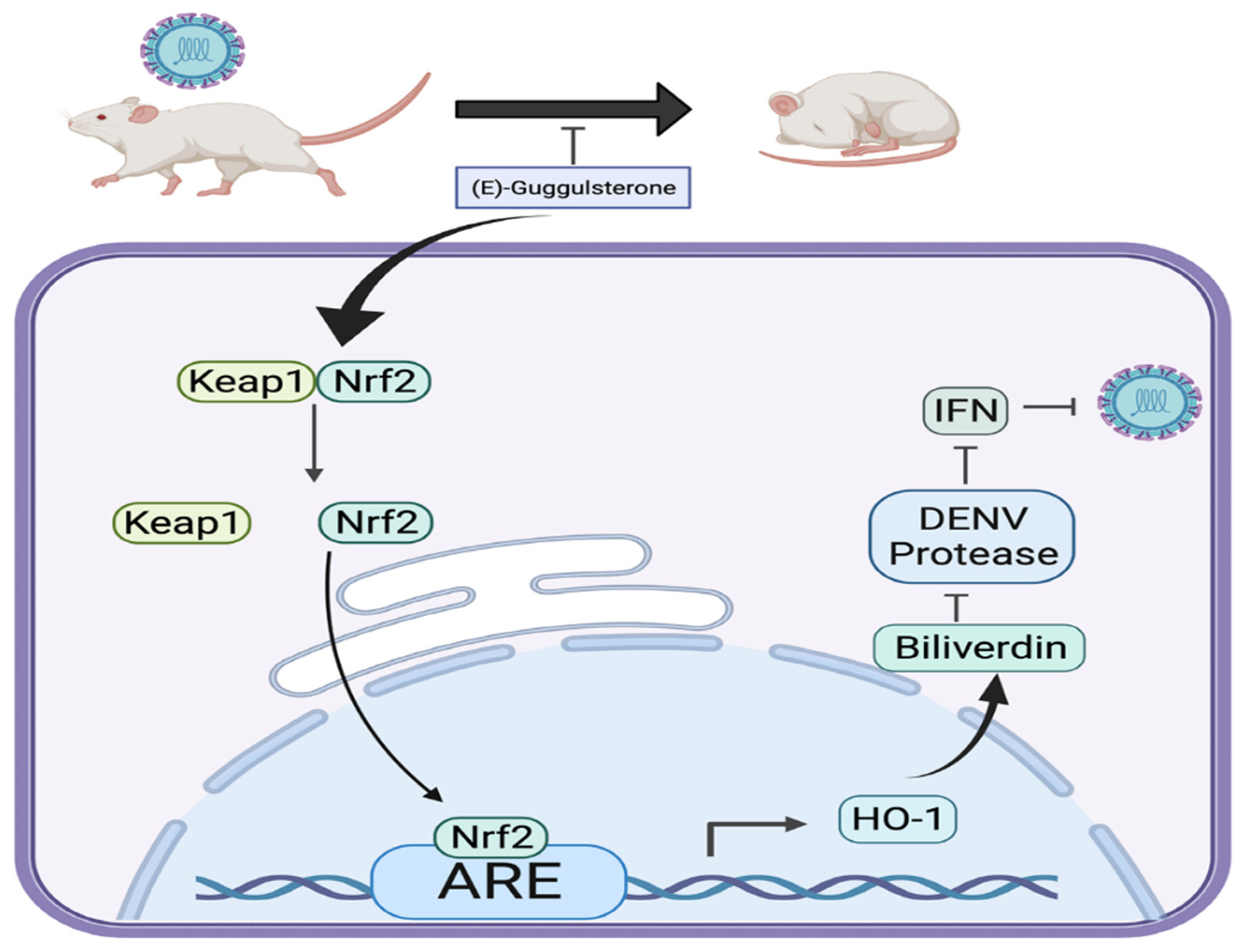 Viruses 13 00712 g008