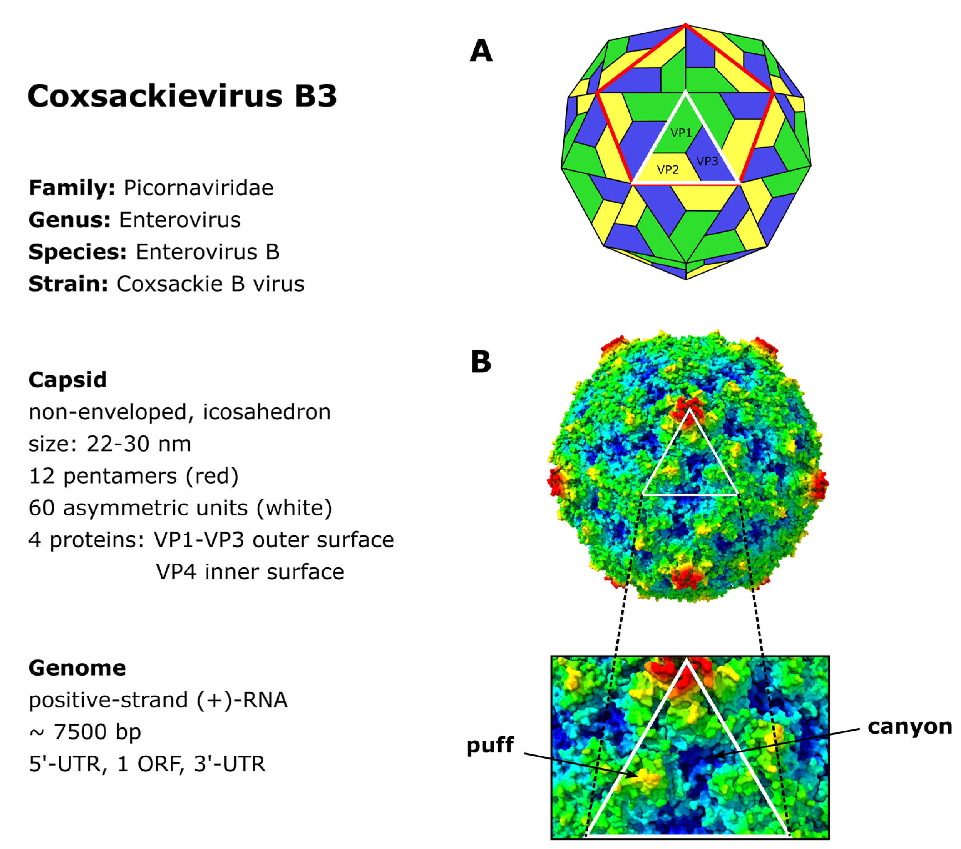 Viruses 13 00718 g001