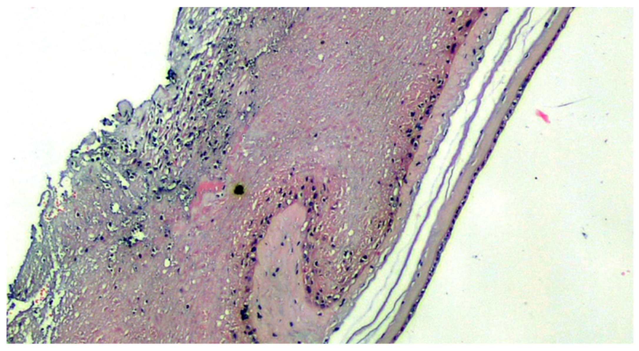 Viruses 13 00723 g002 Viruses 13 00723 g002