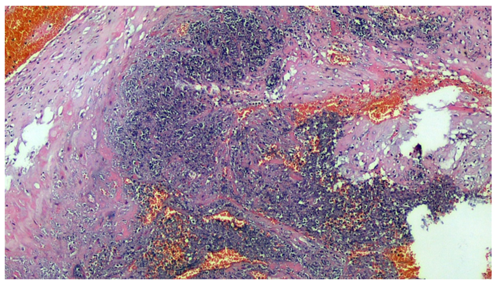 Viruses 13 00723 g004 Viruses 13 00723 g004