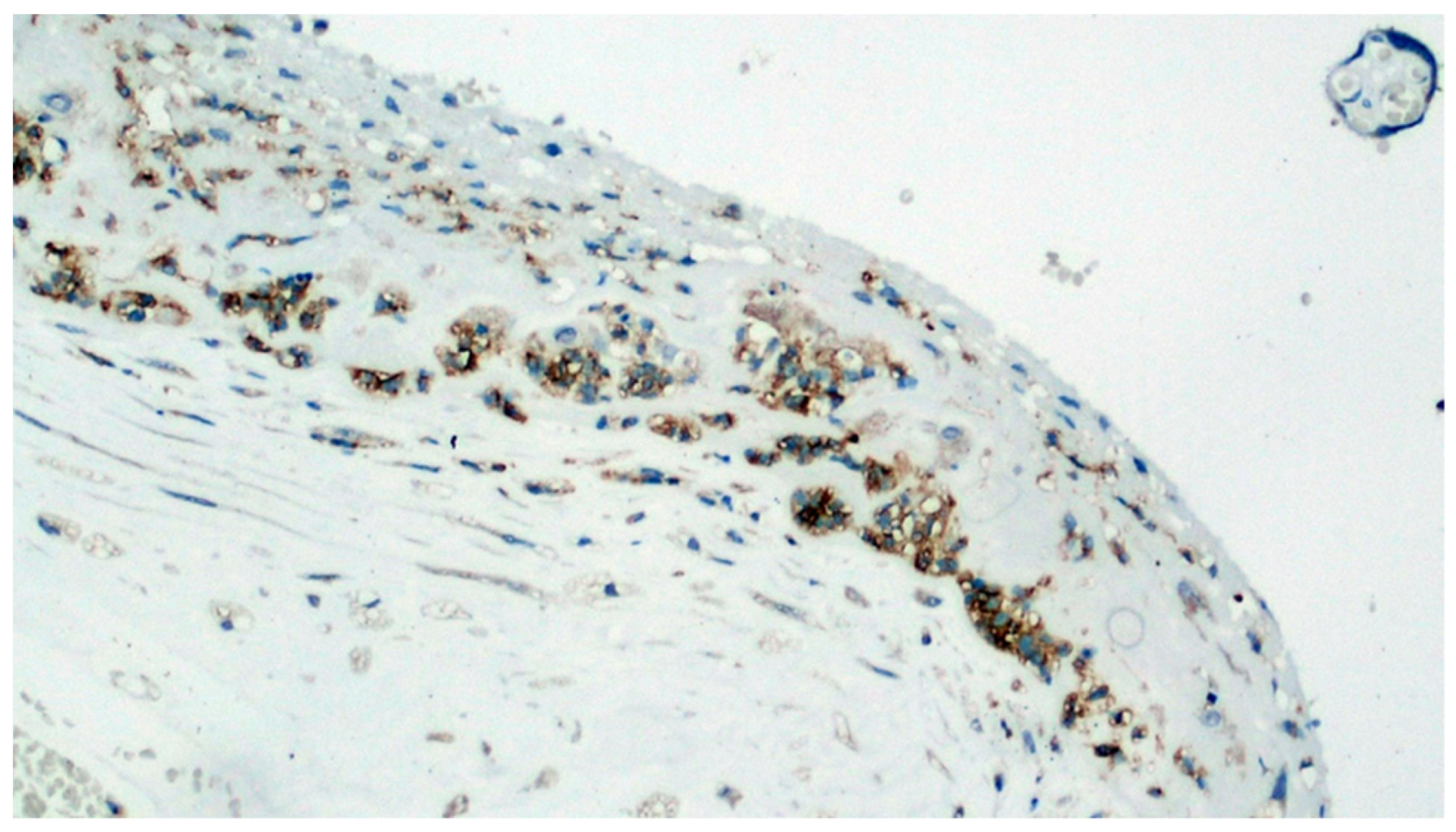 Viruses 13 00723 g008 Viruses 13 00723 g008