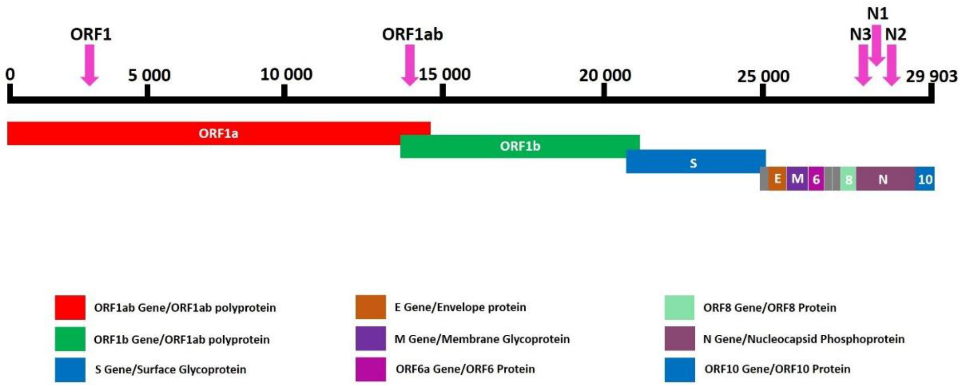 Viruses 13 00730 g001