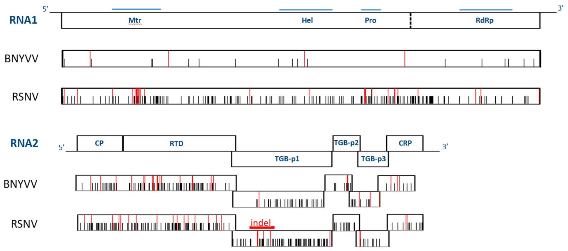 Viruses 13 00737 g001 Viruses 13 00737 g001