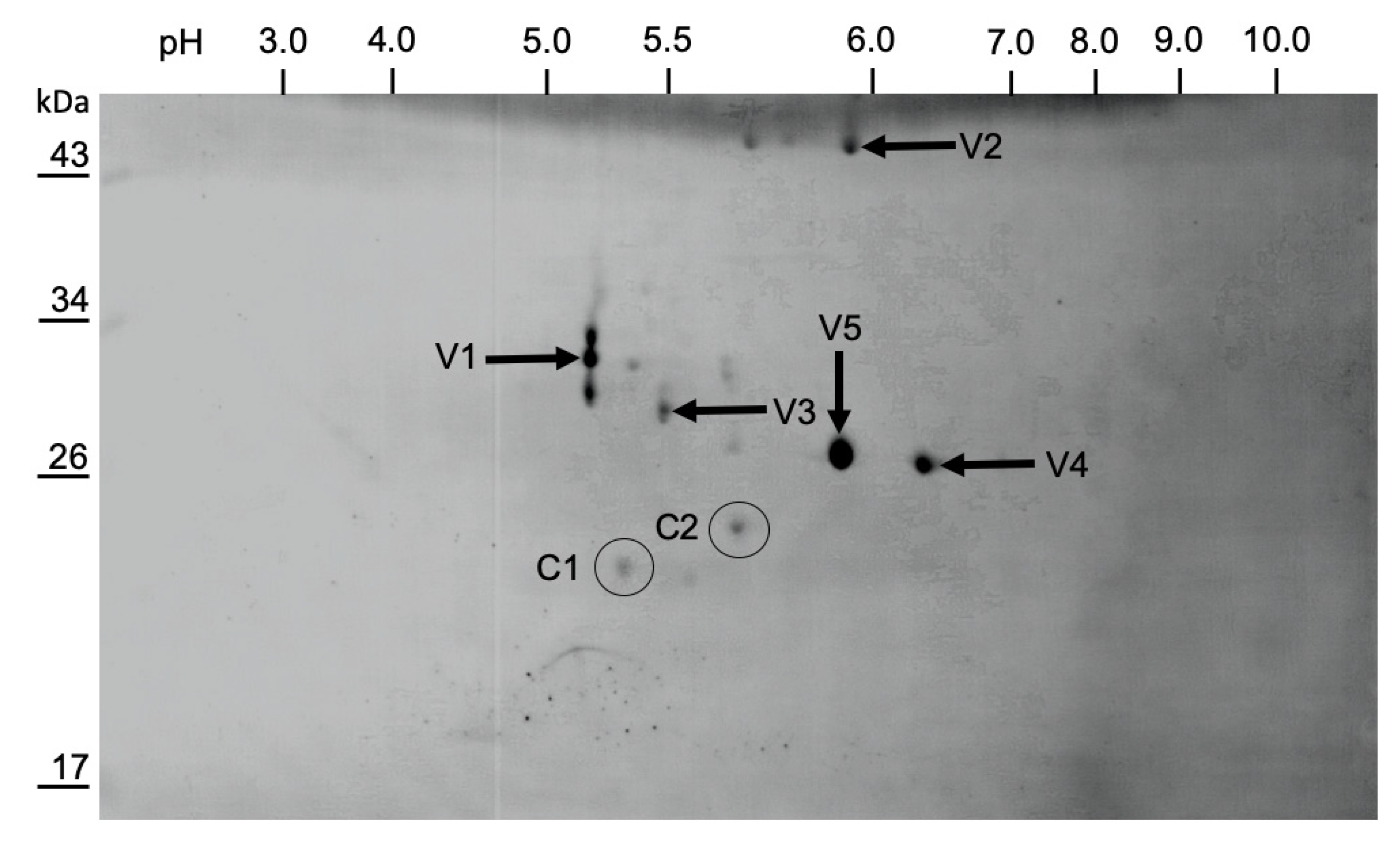 Viruses 13 00740 g006