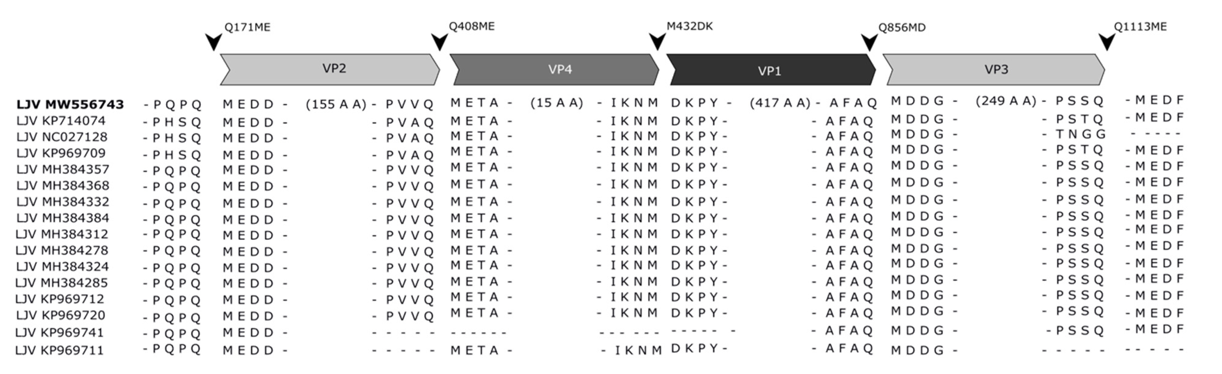 Viruses 13 00740 g008