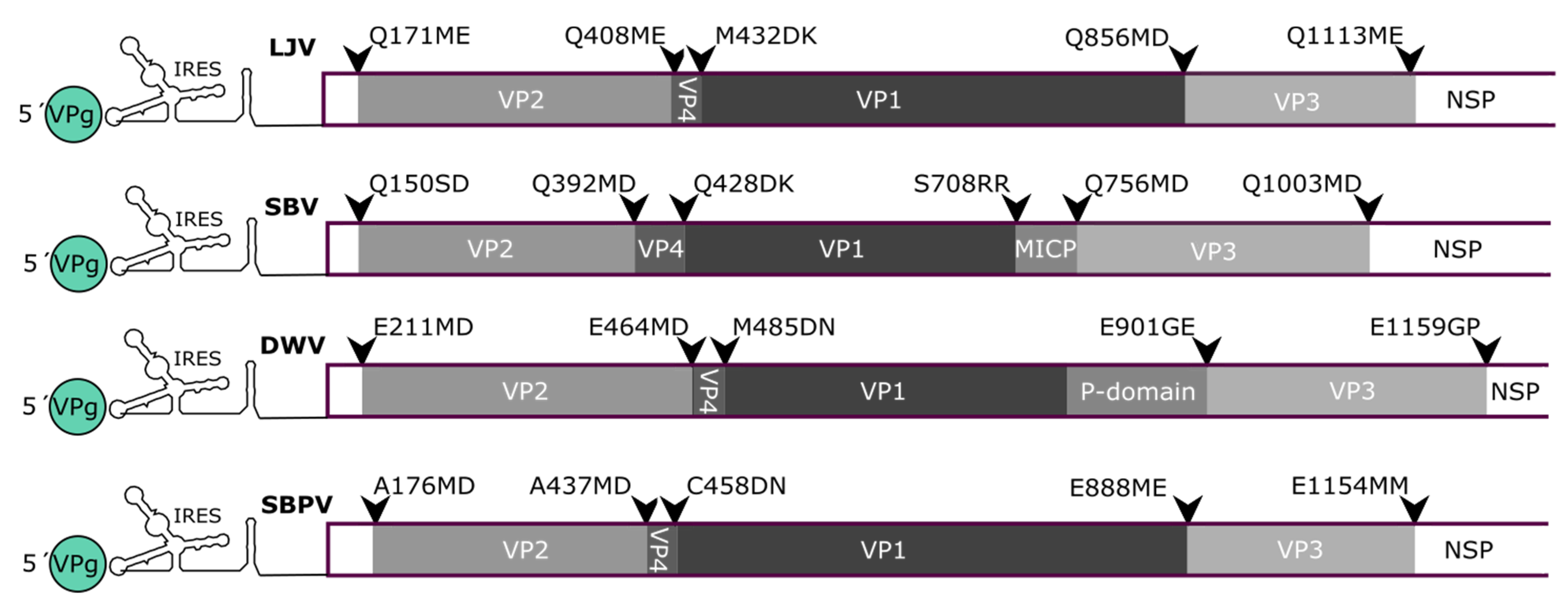 Viruses 13 00740 g009