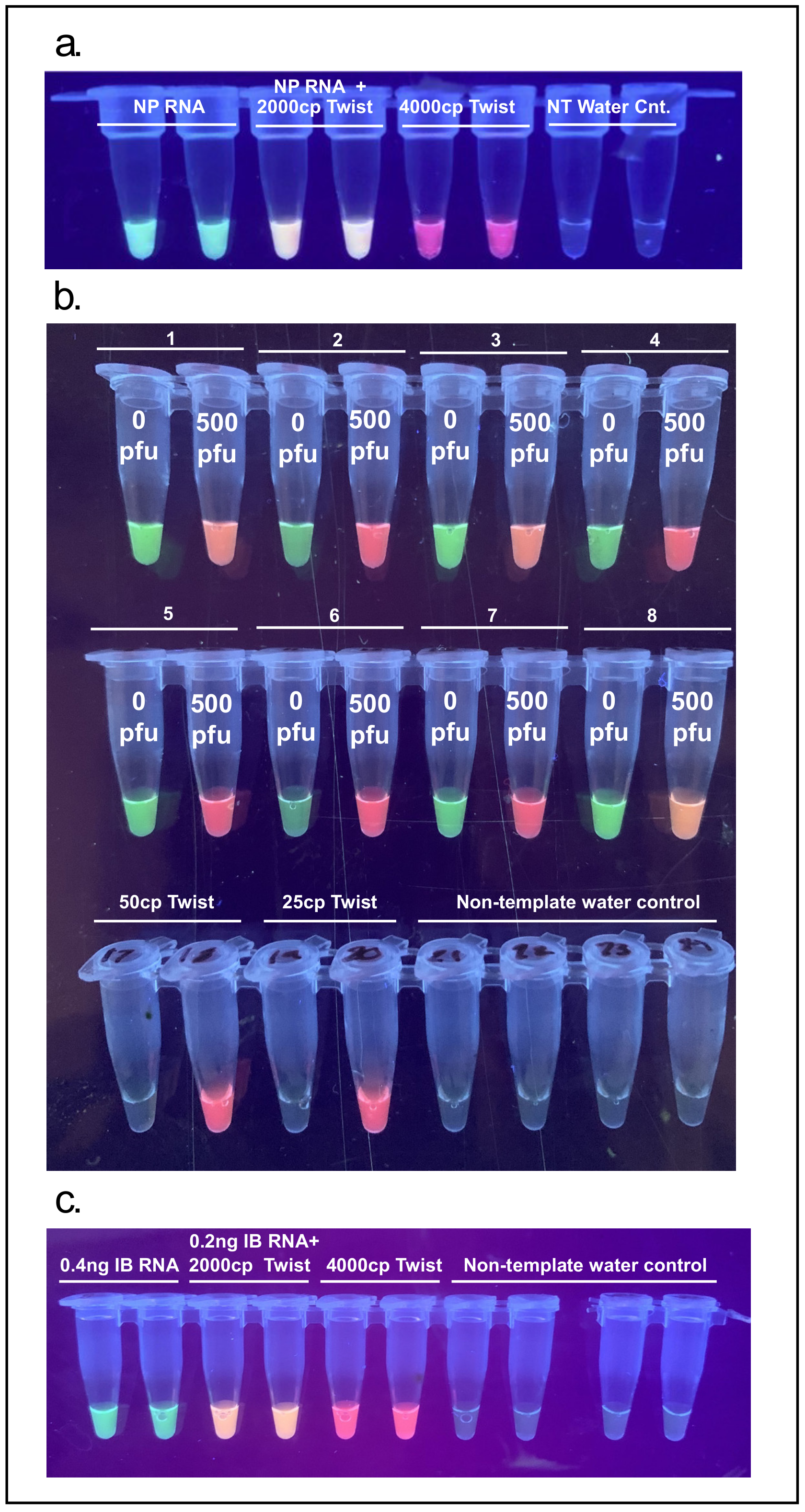 Viruses 13 00742 g008