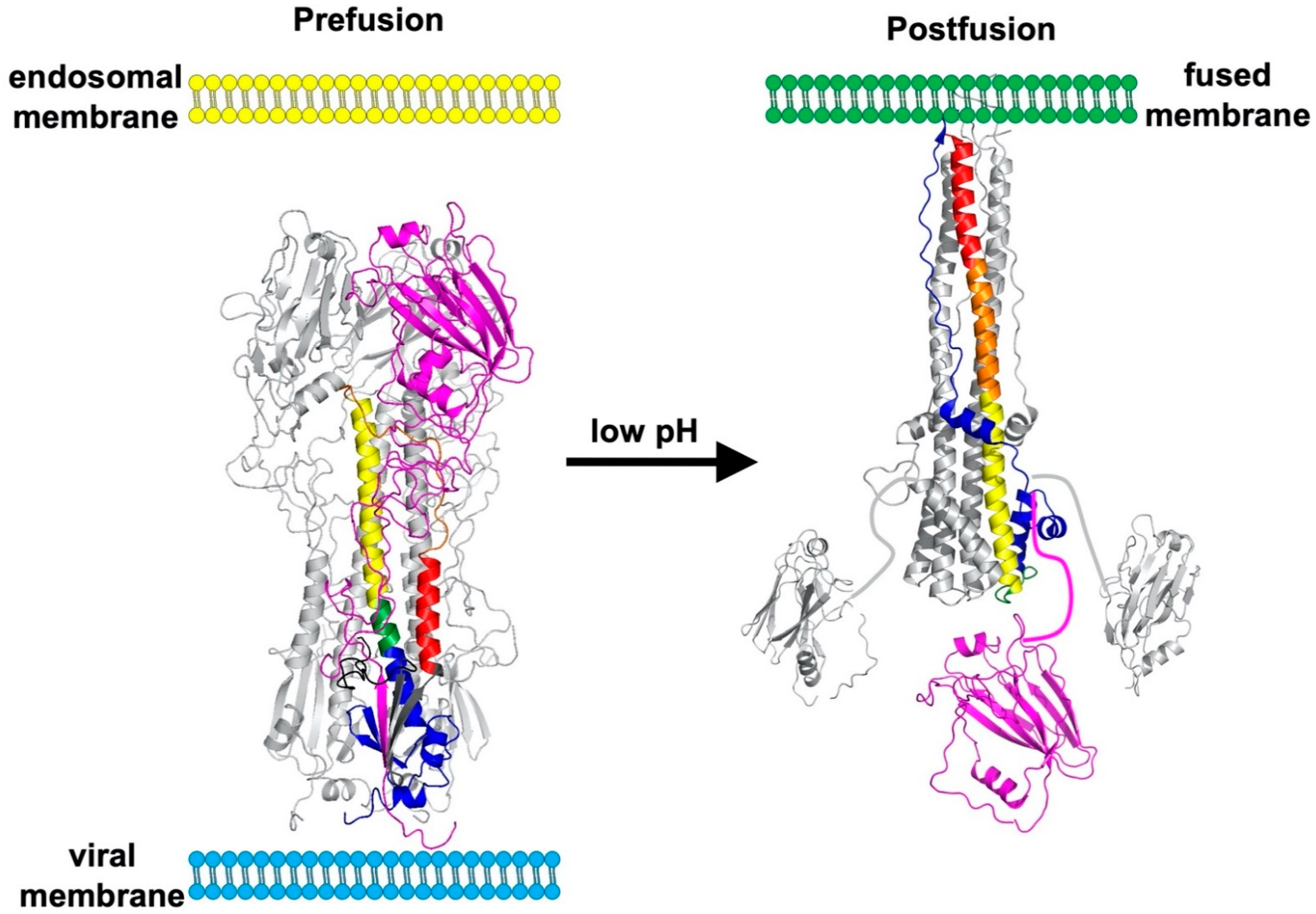Viruses 13 00746 g002