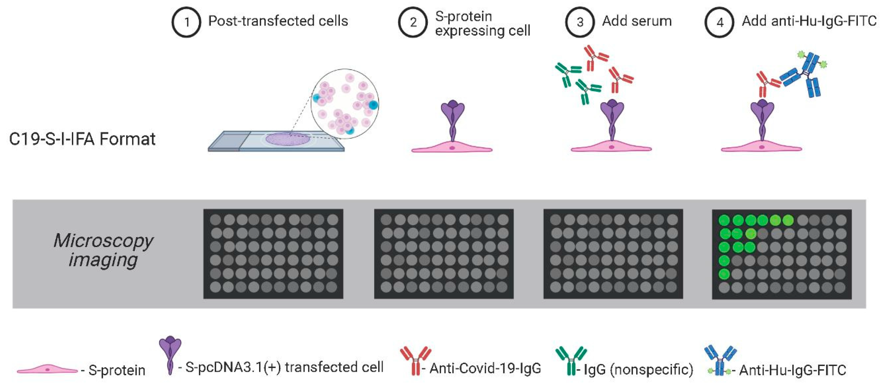 Viruses 13 00747 g001