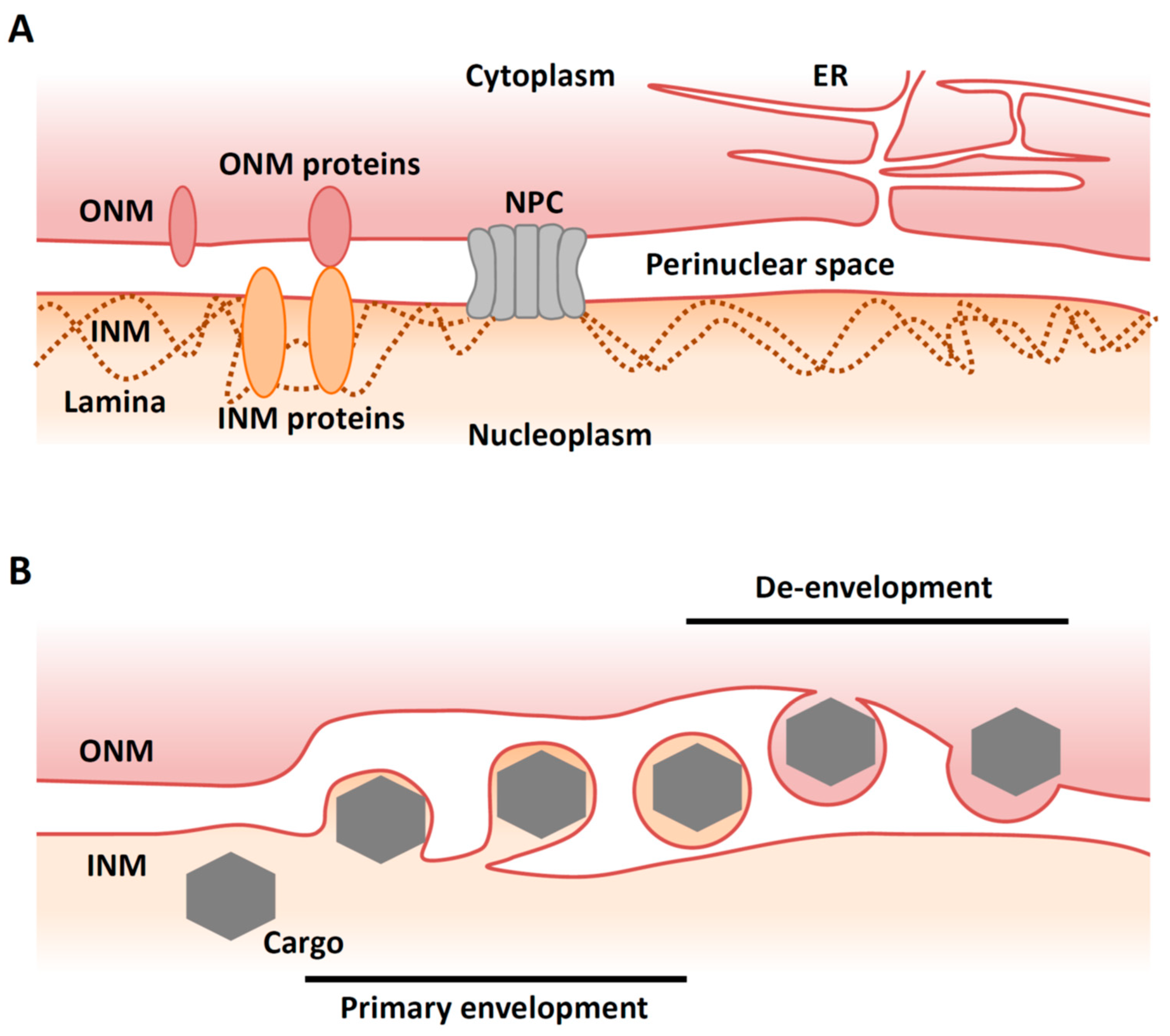 Viruses 13 00754 g001