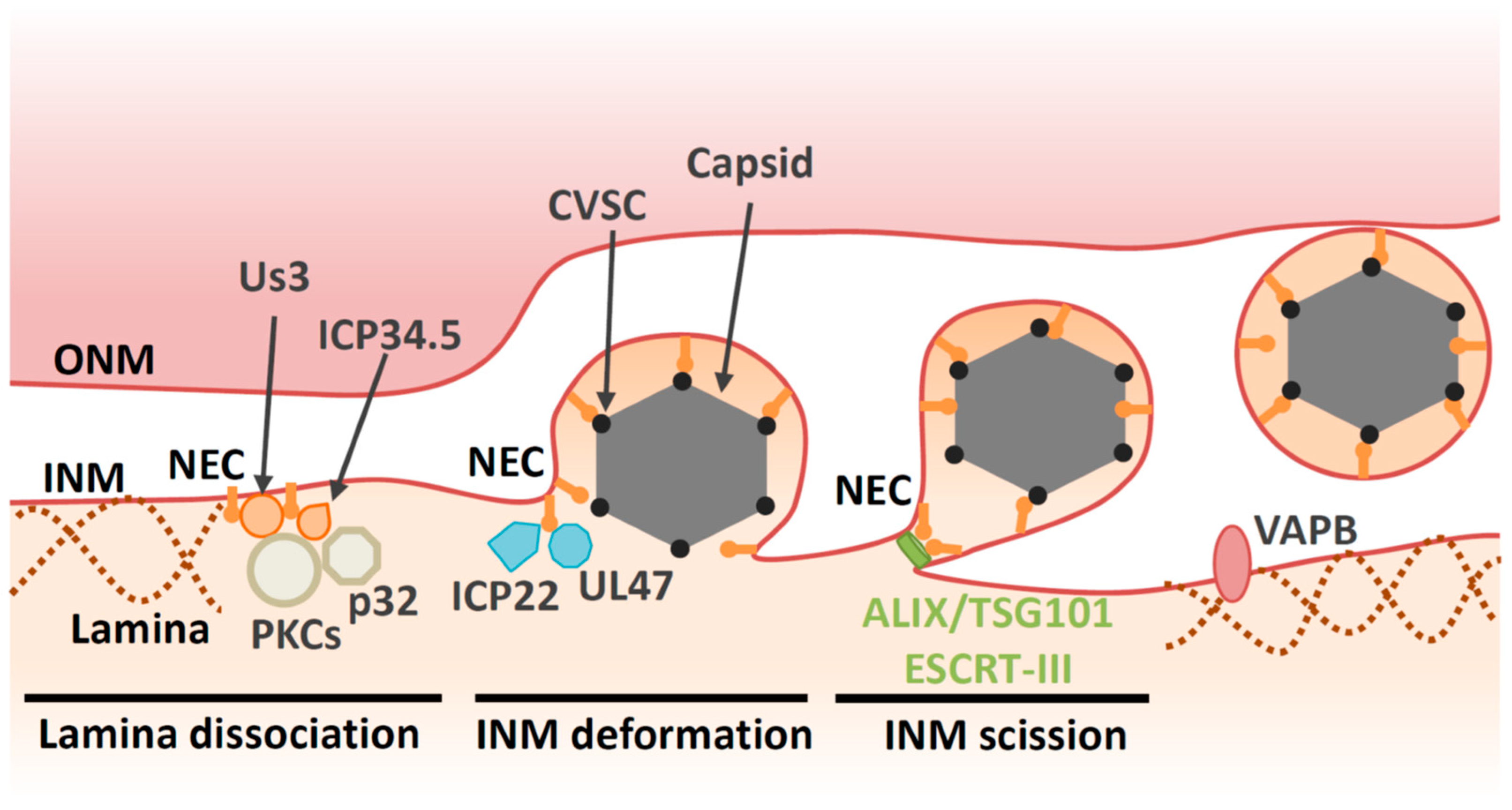 Viruses 13 00754 g002