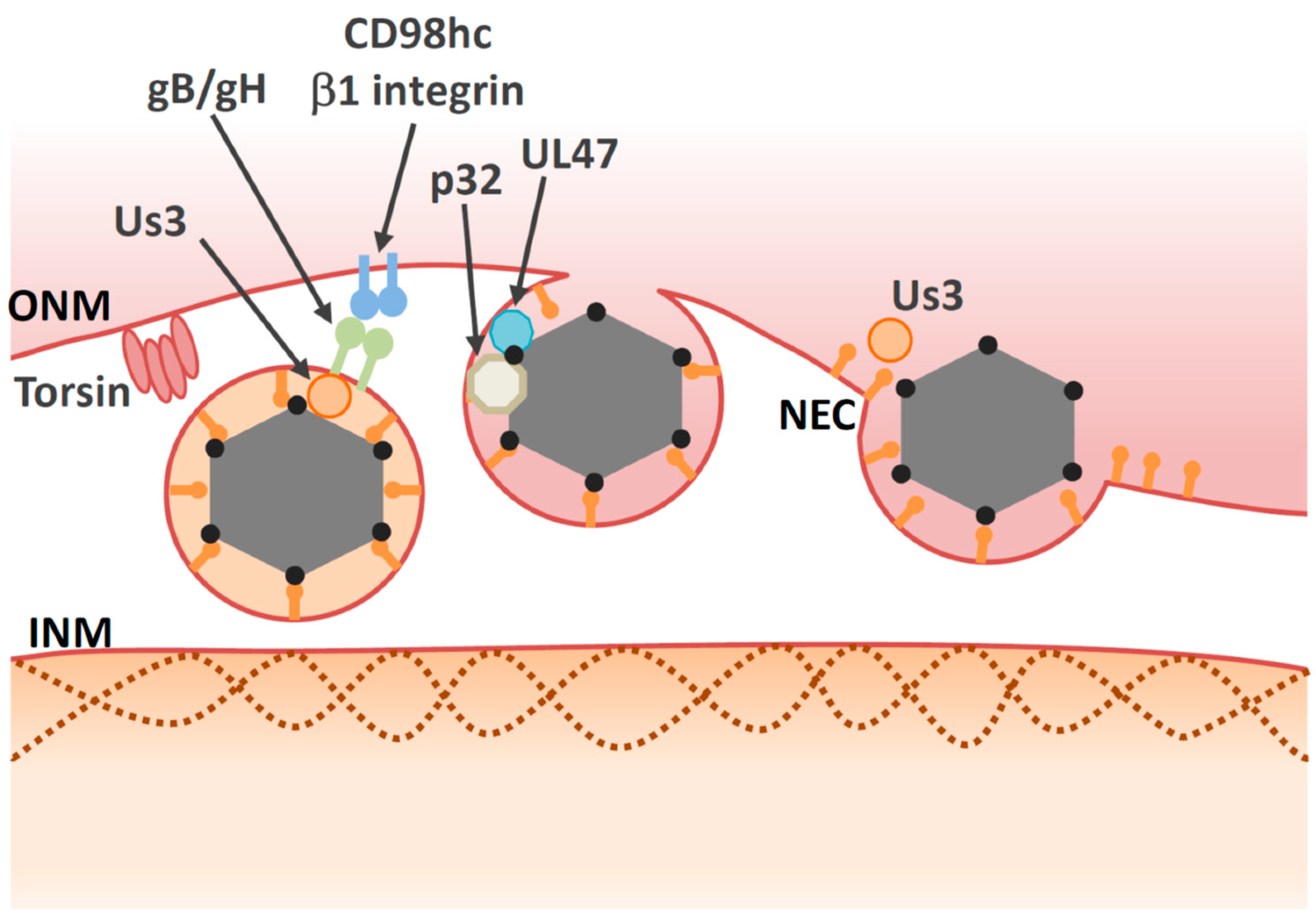 Viruses 13 00754 g003