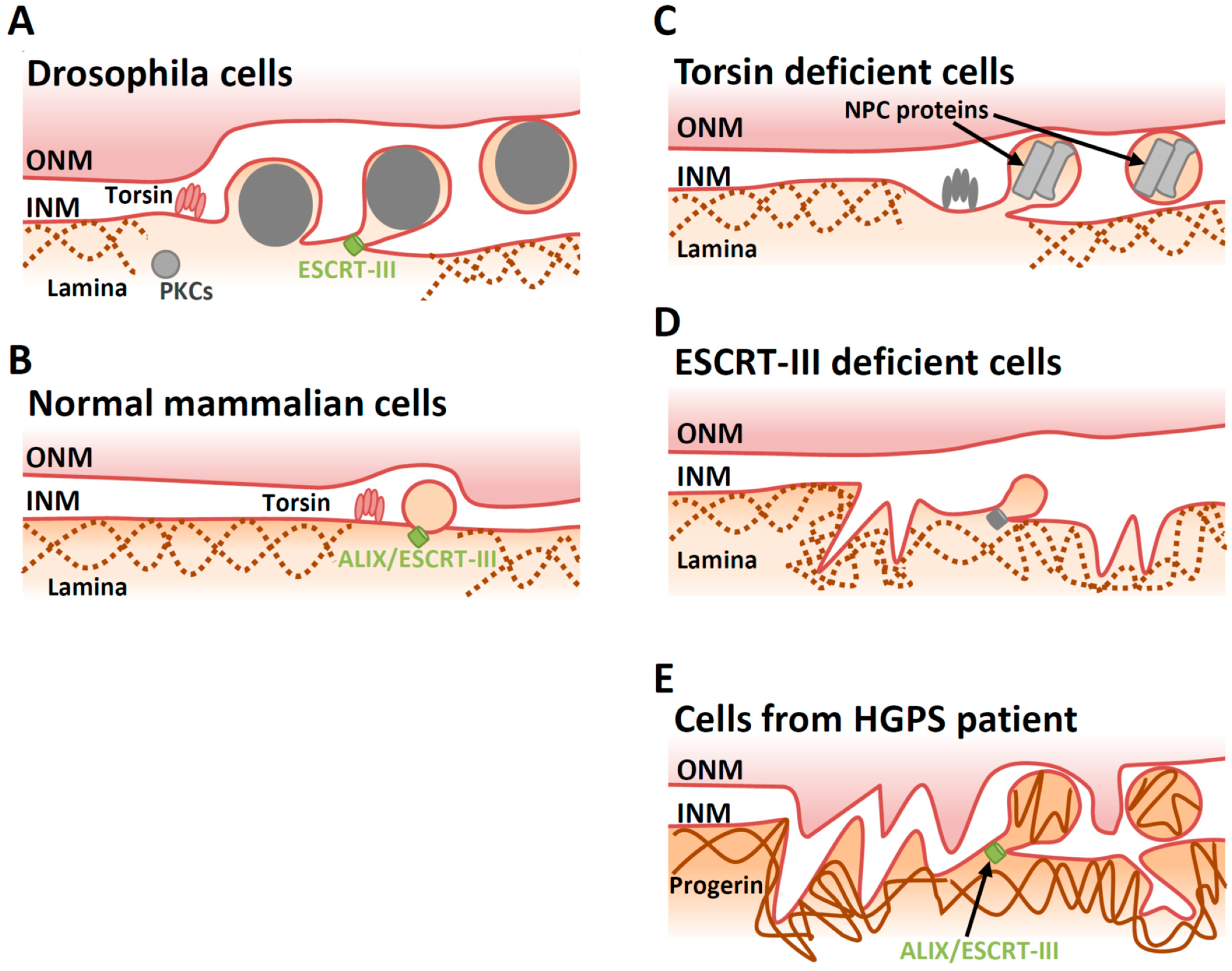 Viruses 13 00754 g004
