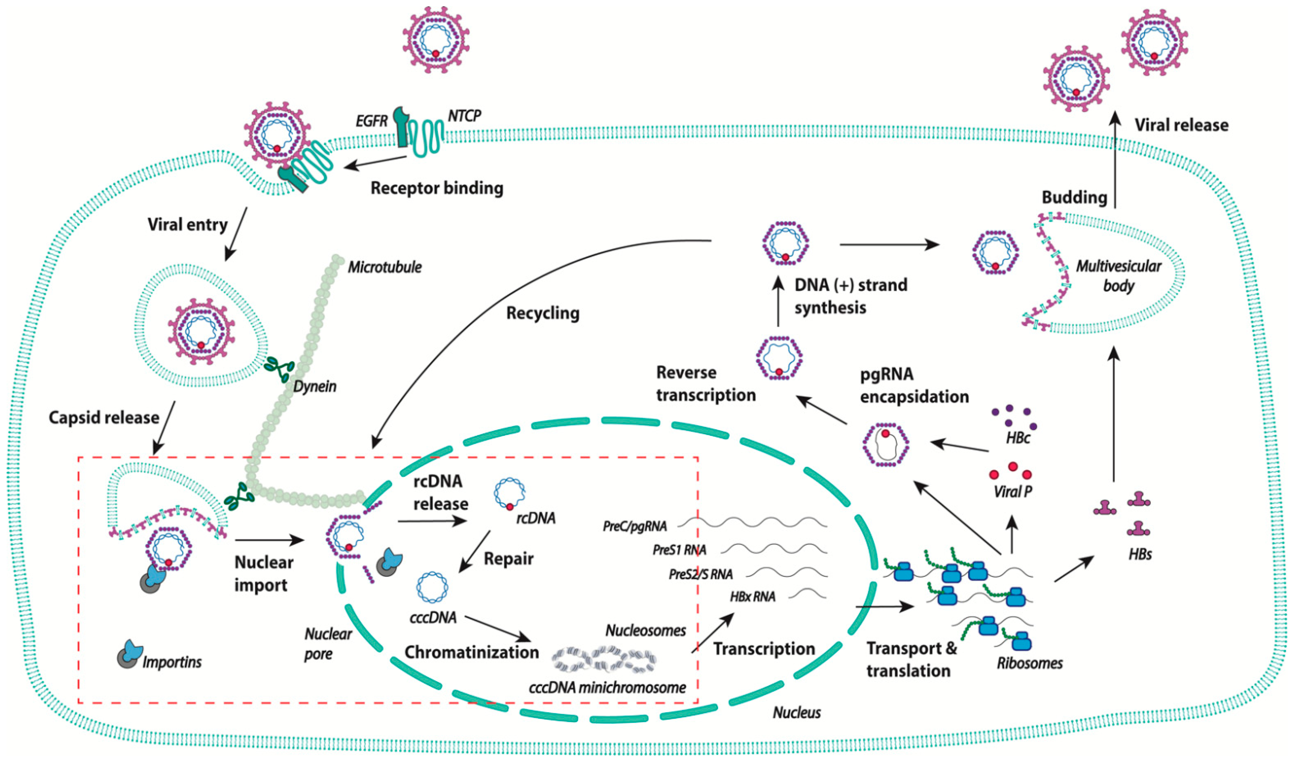 Viruses 13 00757 g001