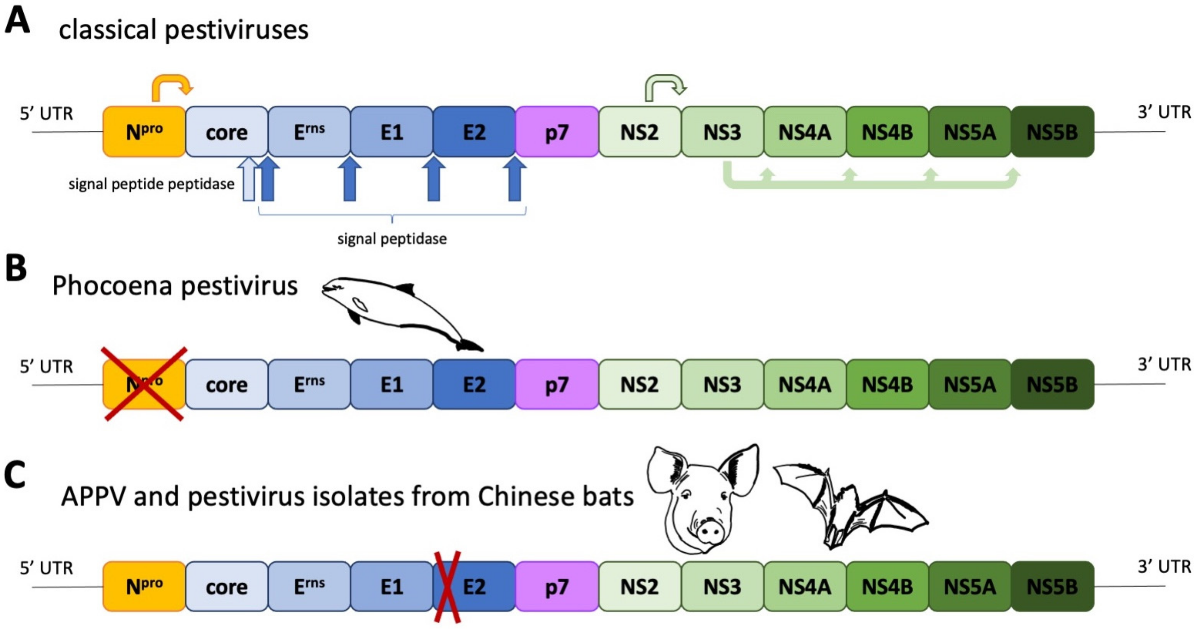 Viruses 13 00760 g001