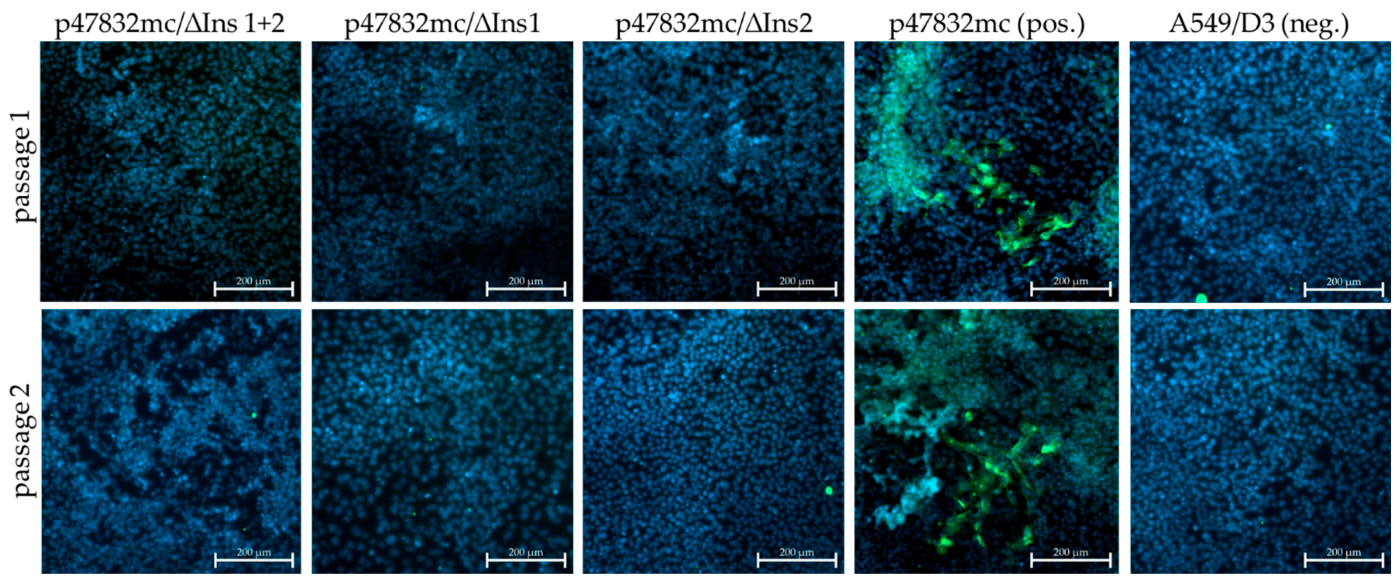 Viruses 13 00762 g002