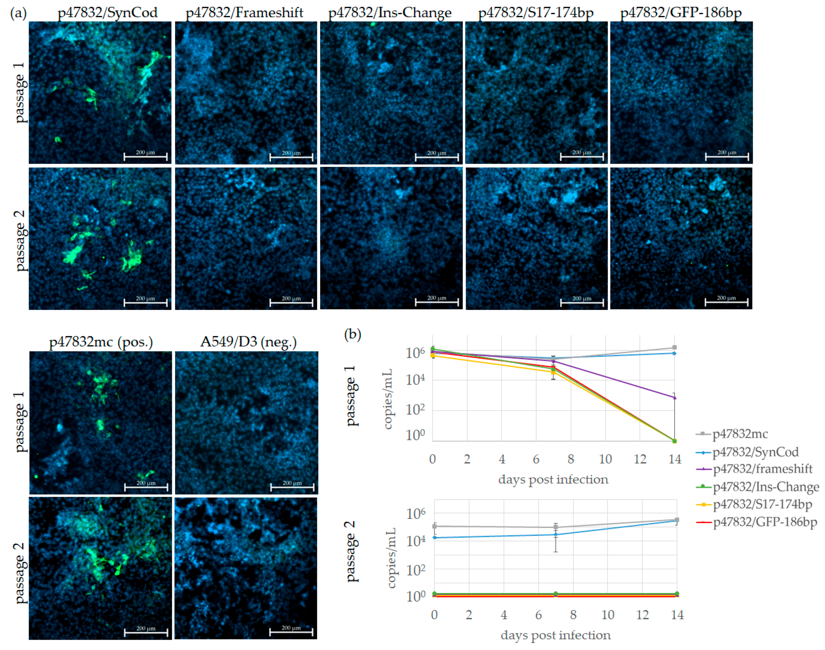 Viruses 13 00762 g003