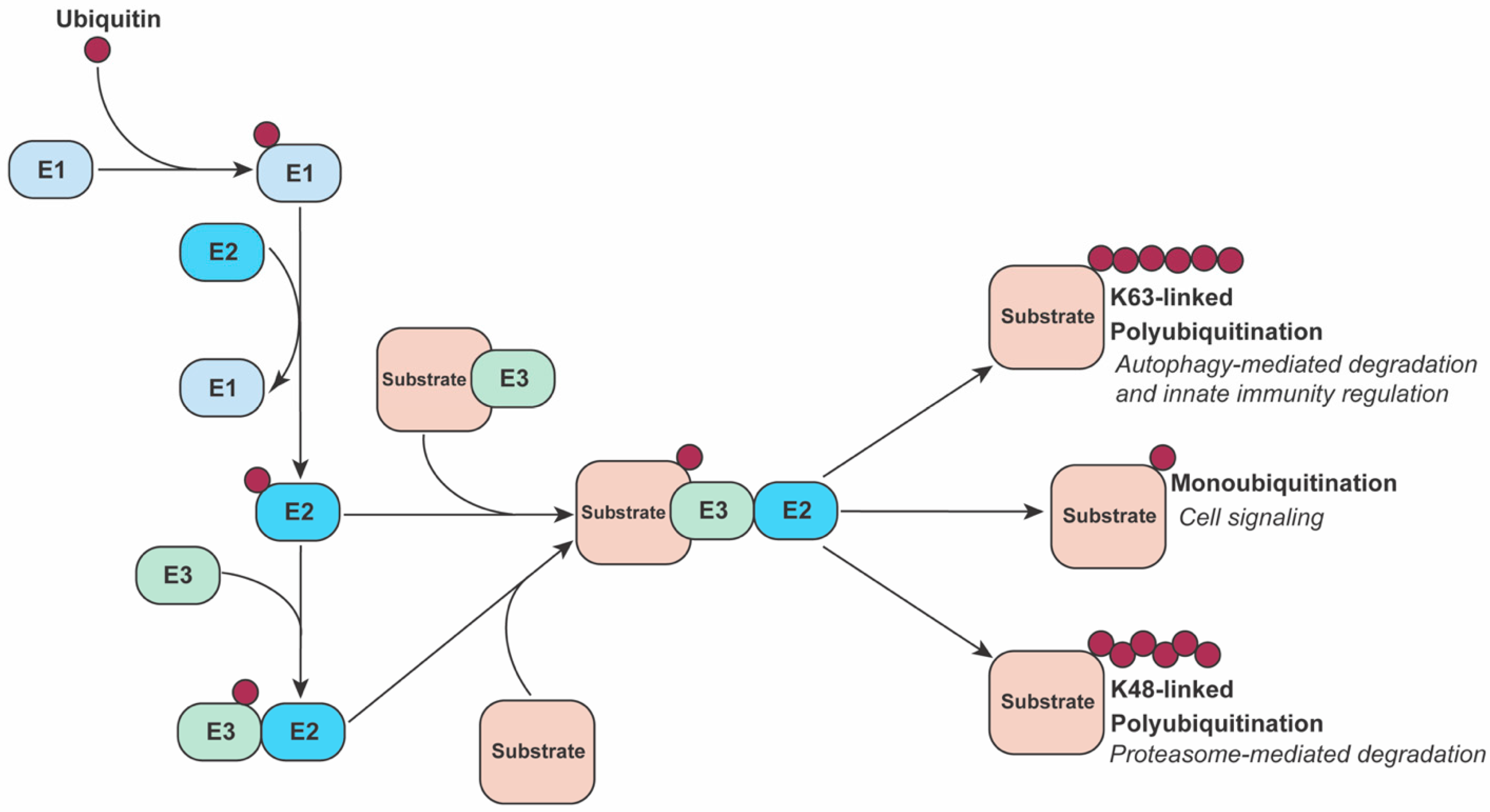 Viruses 13 00763 g001