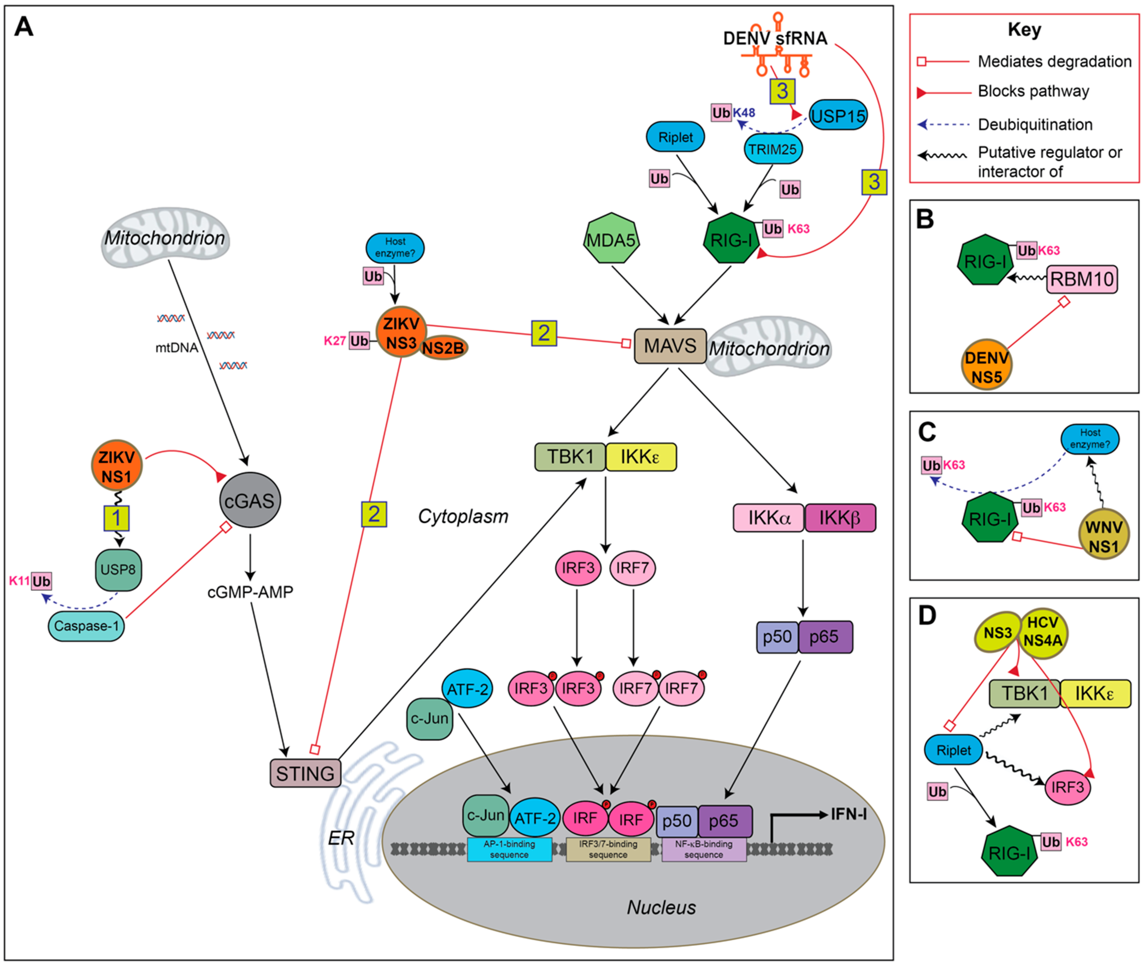 Viruses 13 00763 g002