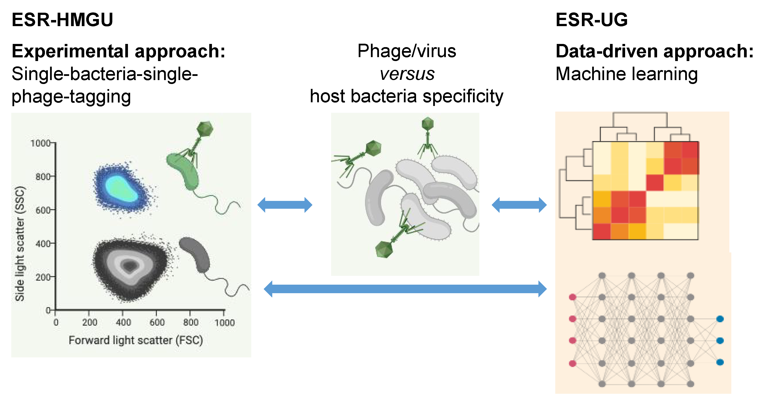 Viruses 13 00766 g005