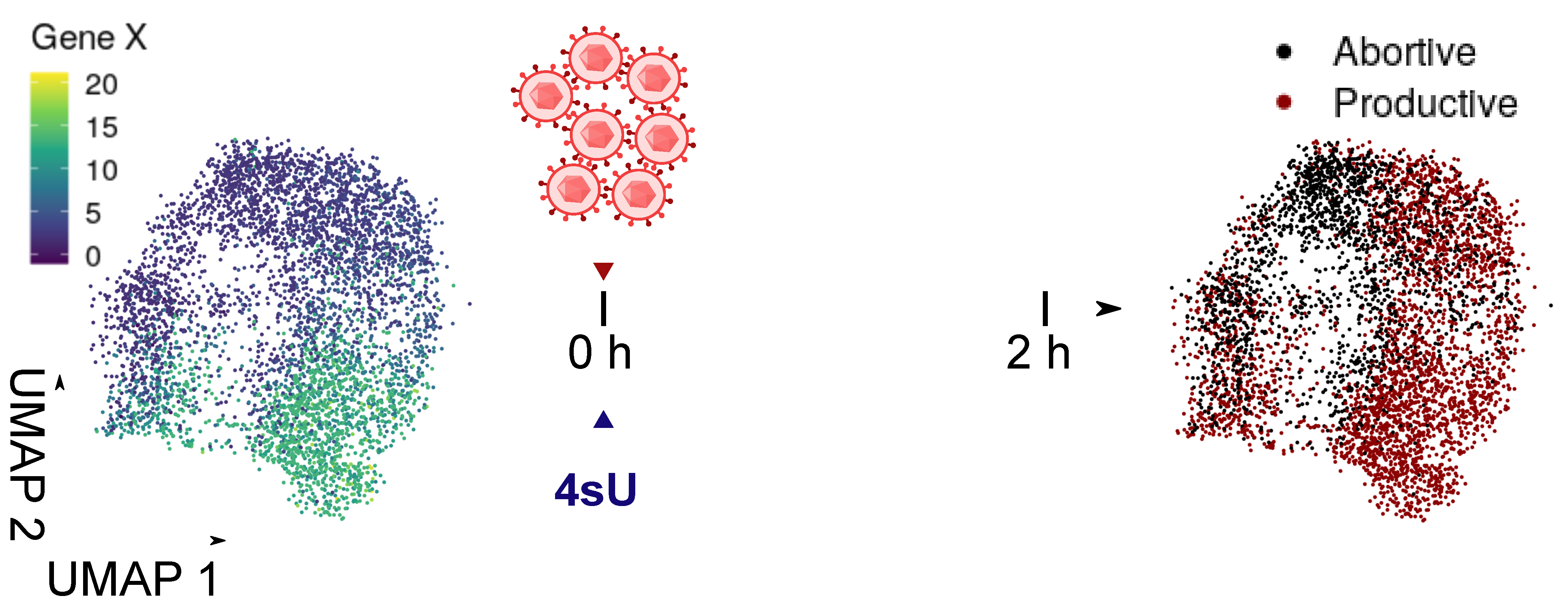 Viruses 13 00766 g007
