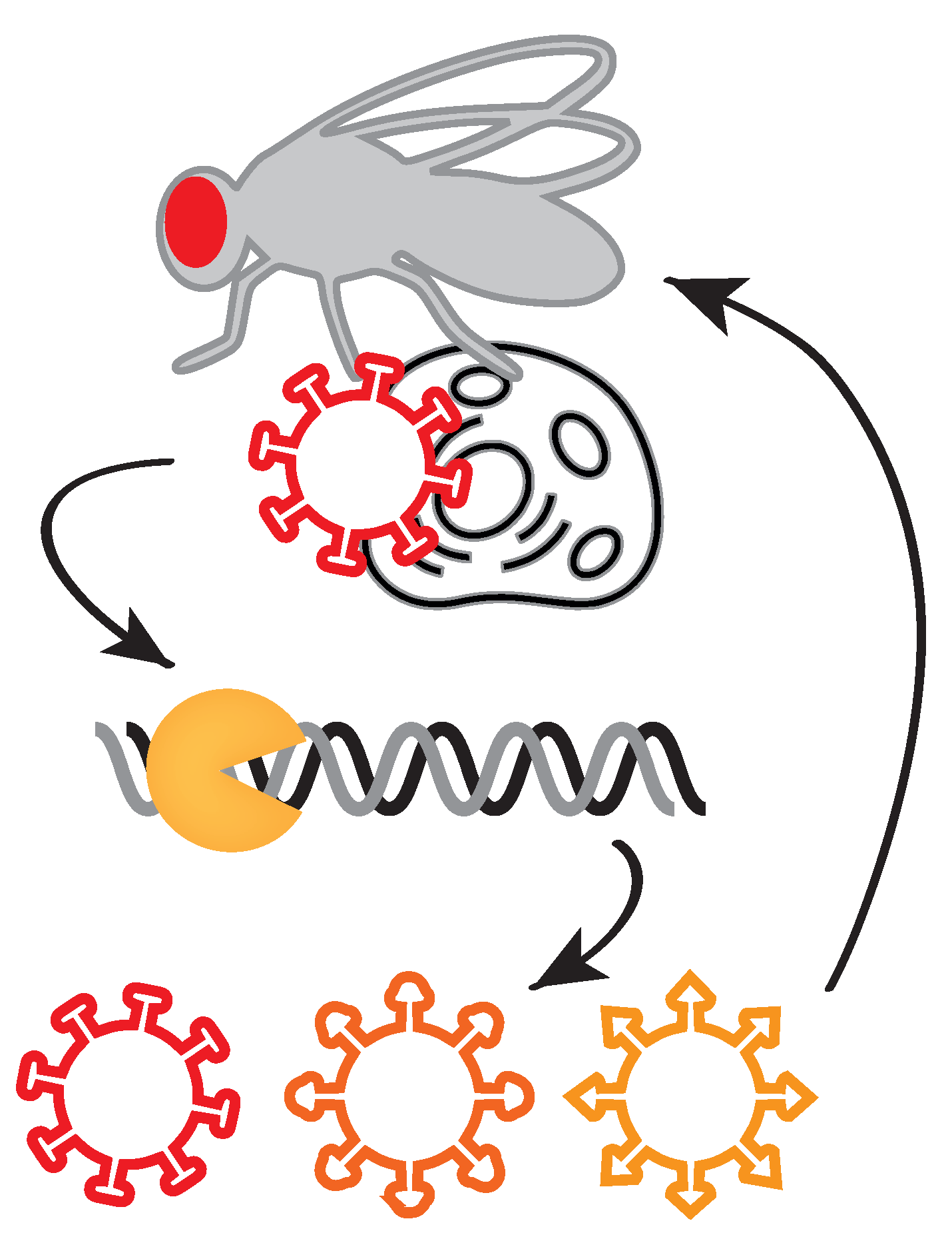 Viruses 13 00766 g008