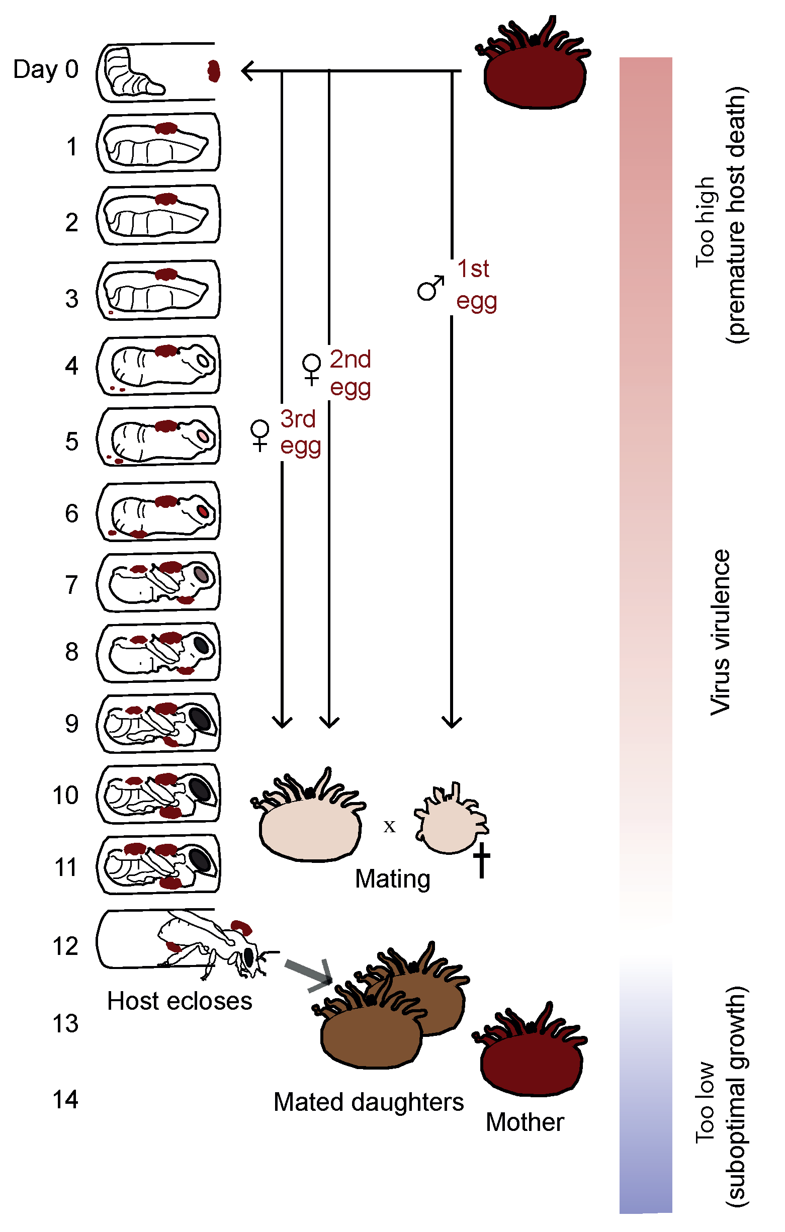 Viruses 13 00766 g012