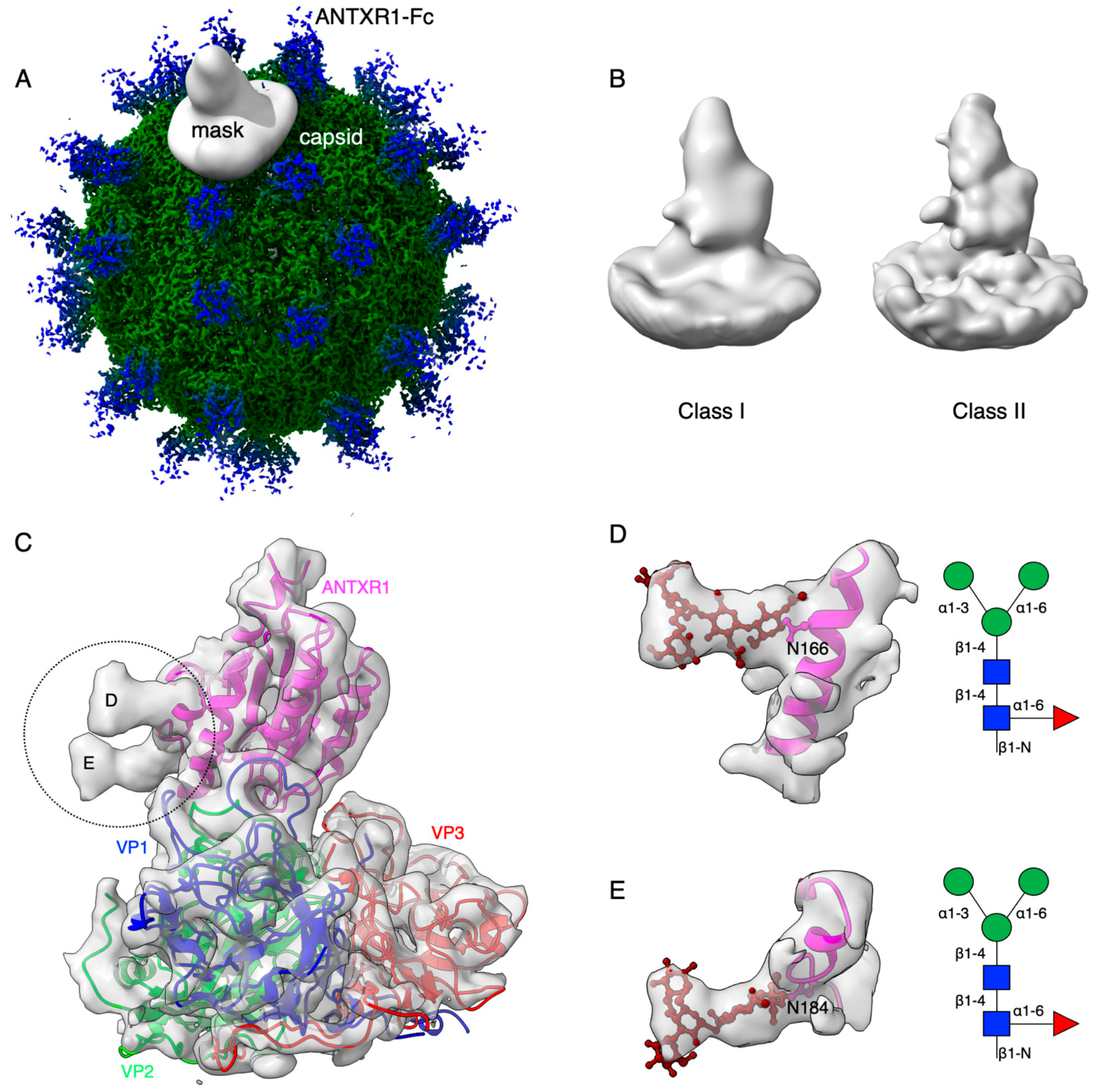 Viruses 13 00769 g001