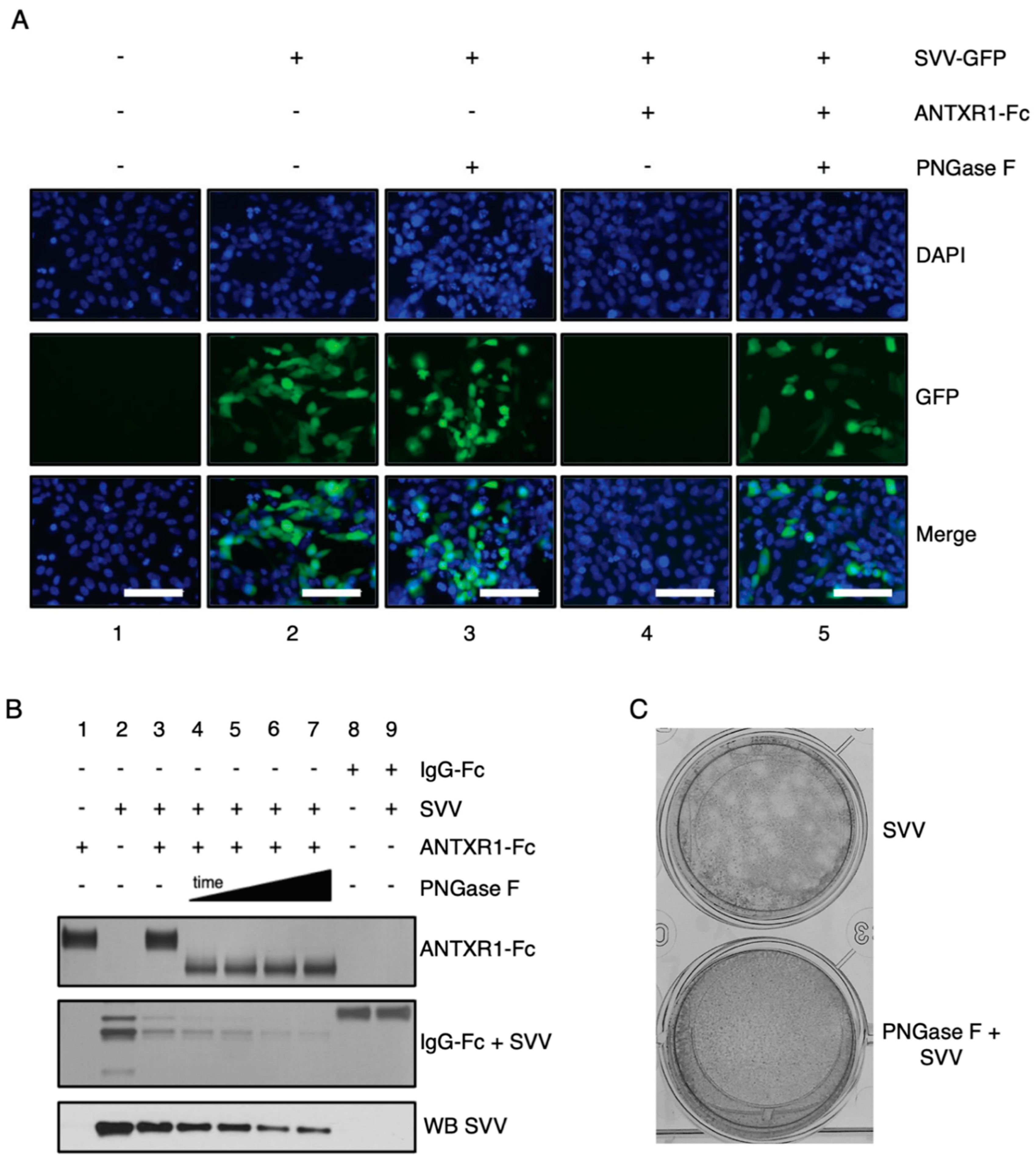 Viruses 13 00769 g002