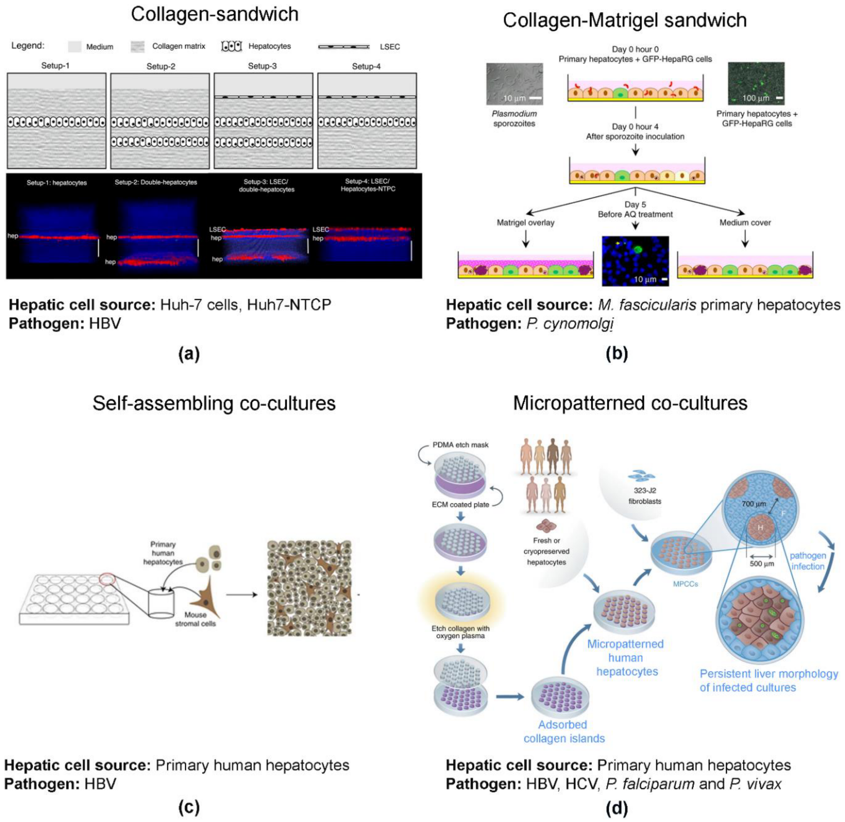 Viruses 13 00773 g001 Viruses 13 00773 g001