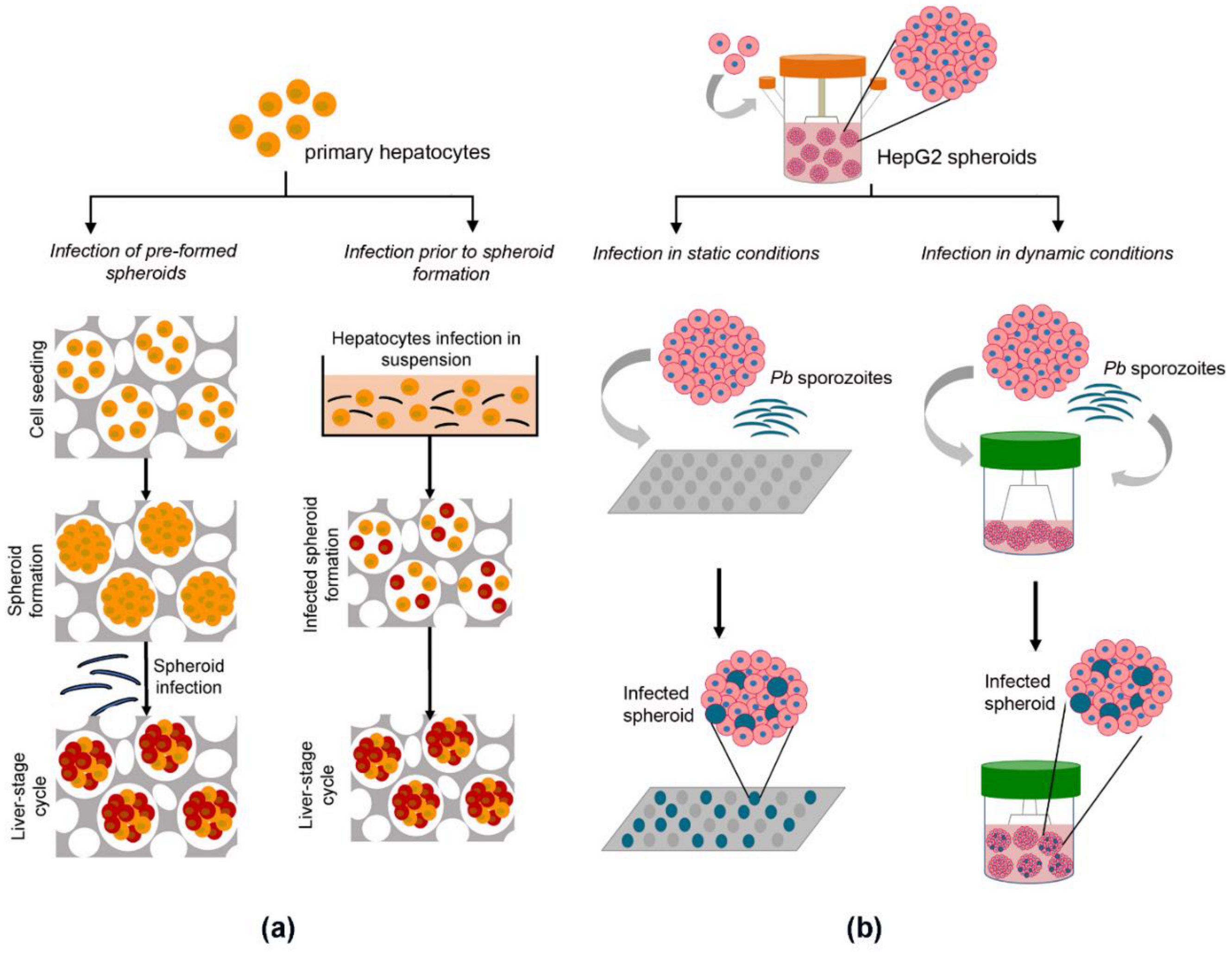 Viruses 13 00773 g002 Viruses 13 00773 g002