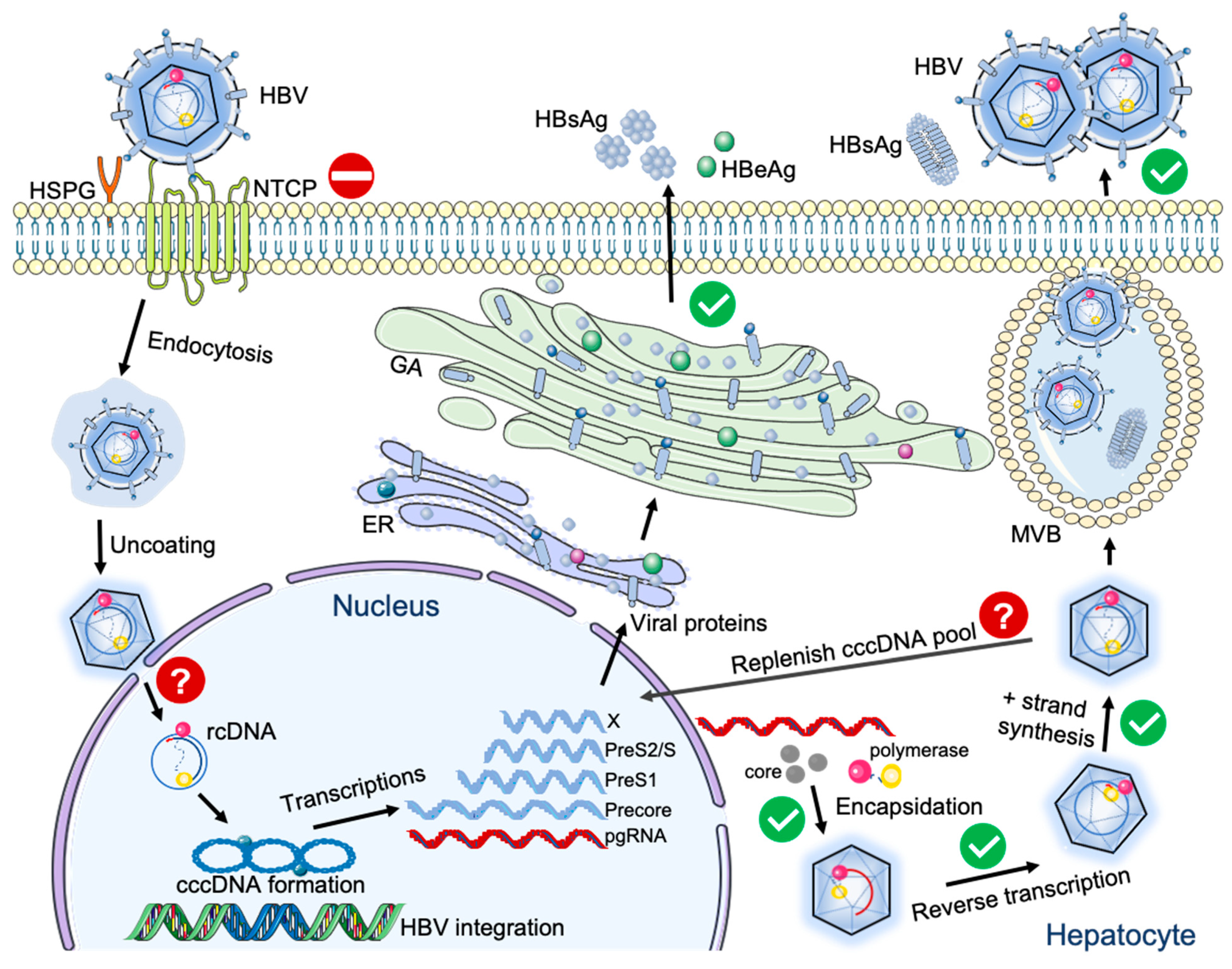 Viruses 13 00777 g001