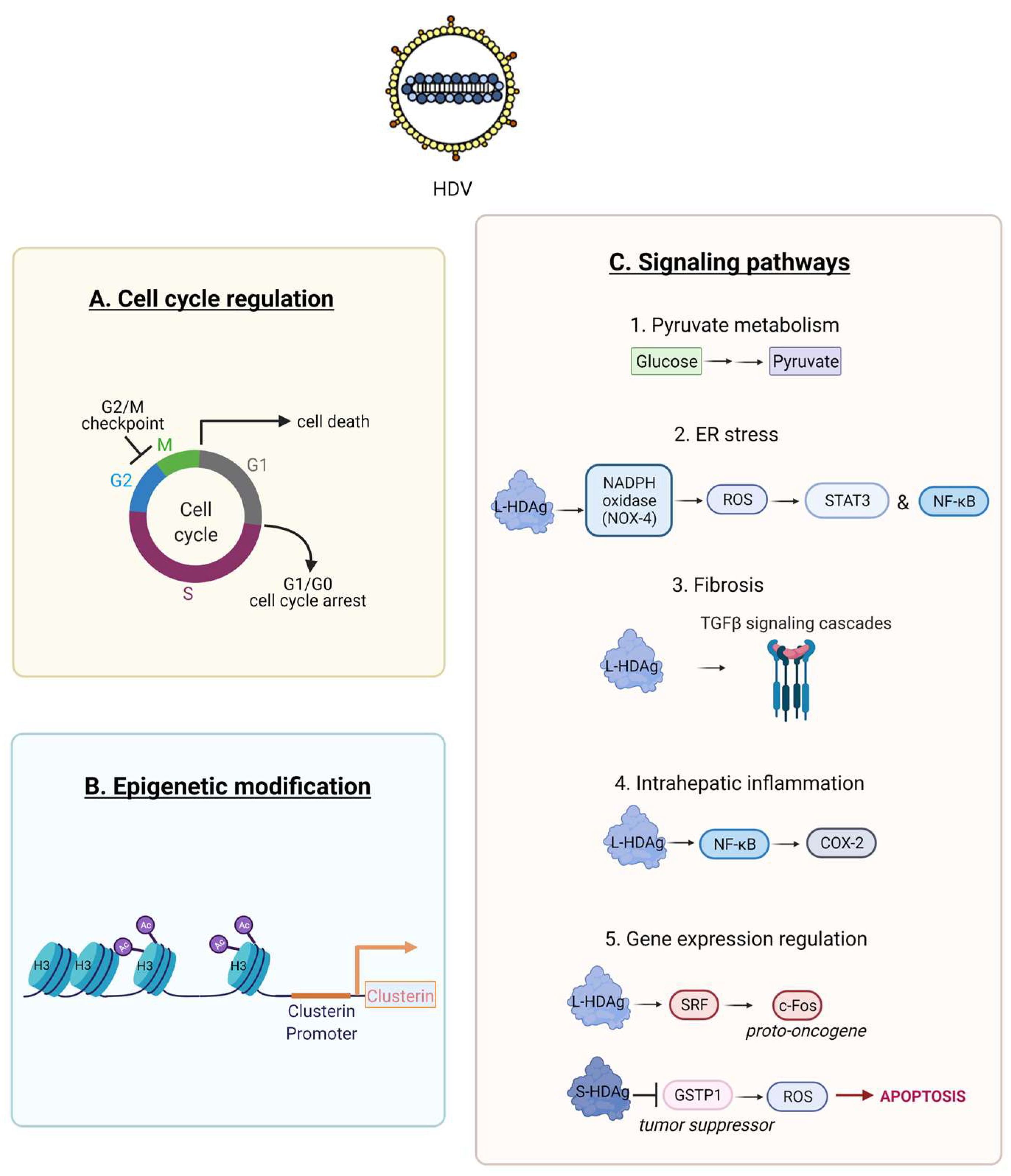 Viruses 13 00778 g005