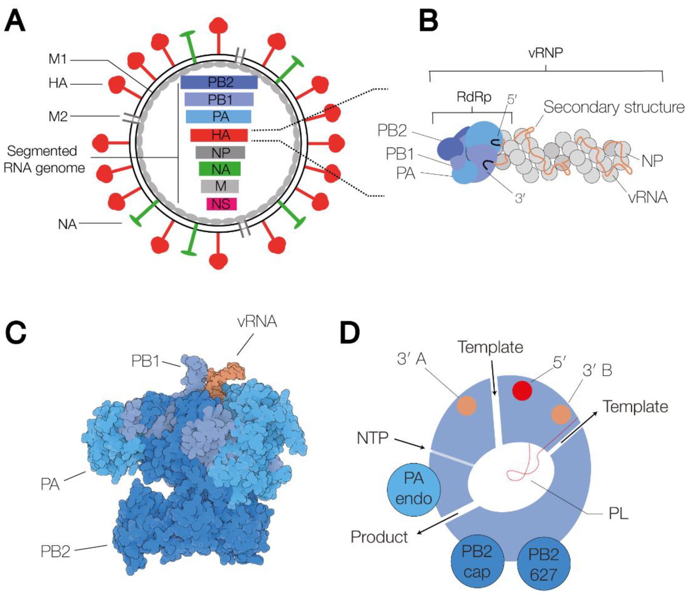 Viruses 13 00780 g001