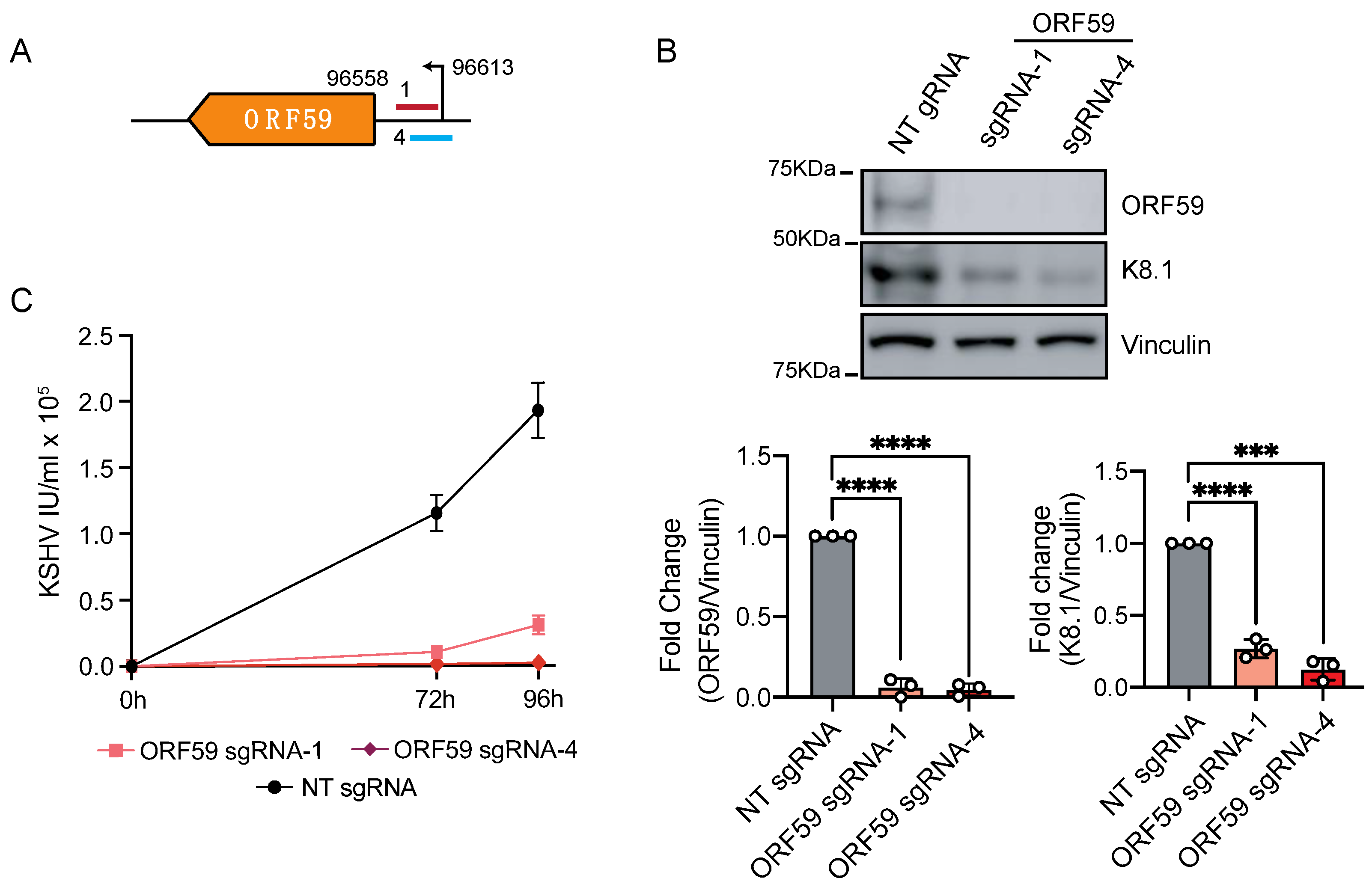 Viruses 13 00783 g005