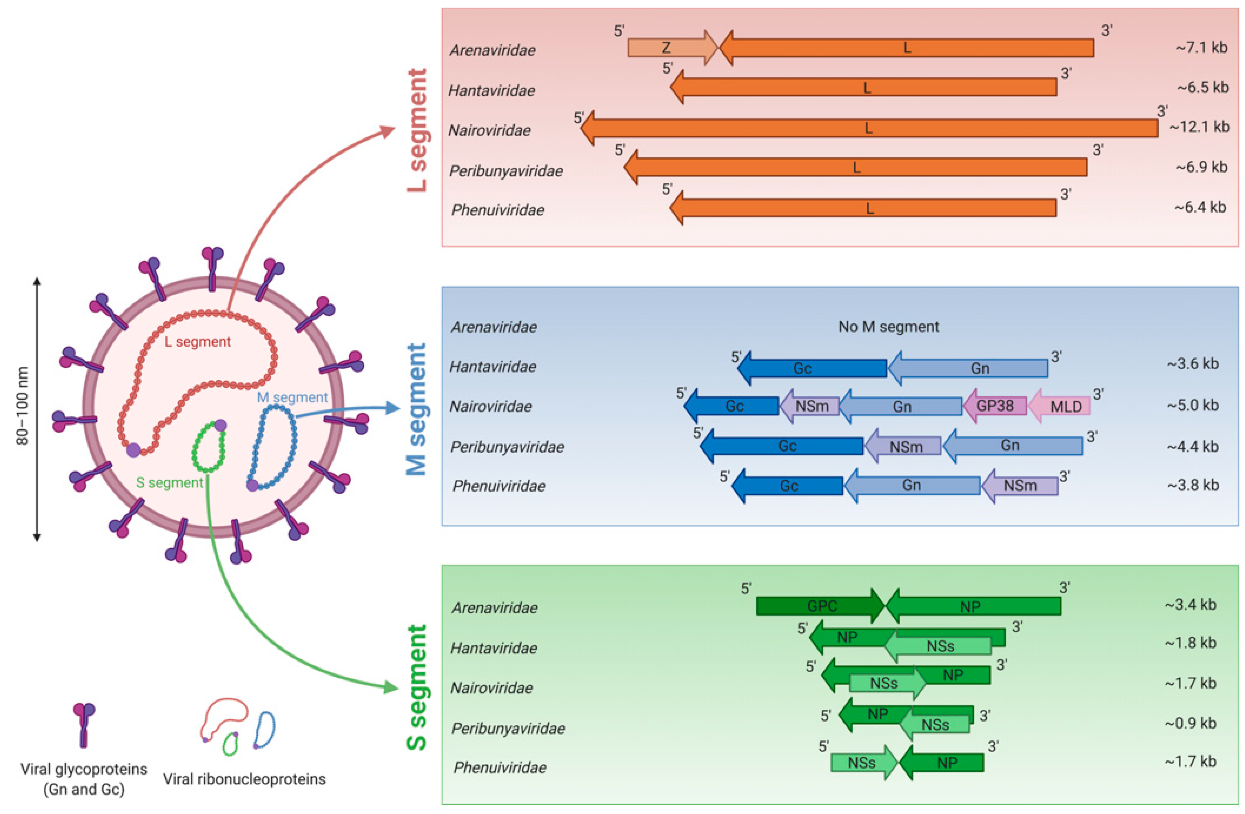 Viruses 13 00784 g001