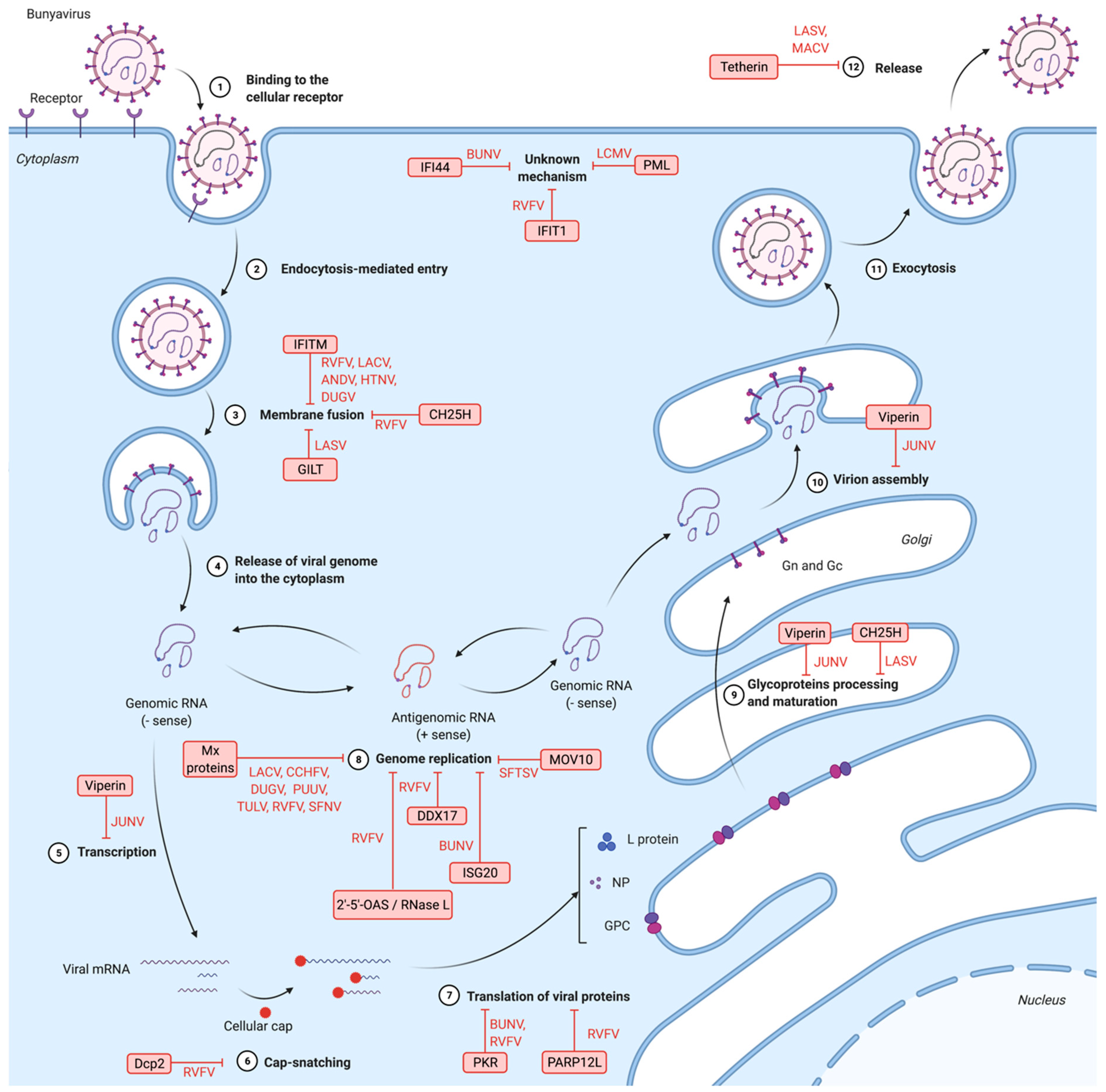 Viruses 13 00784 g002