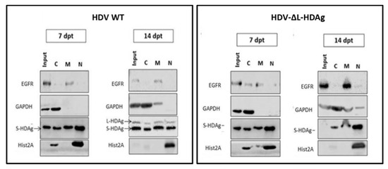 Viruses 13 00788 g0a2
