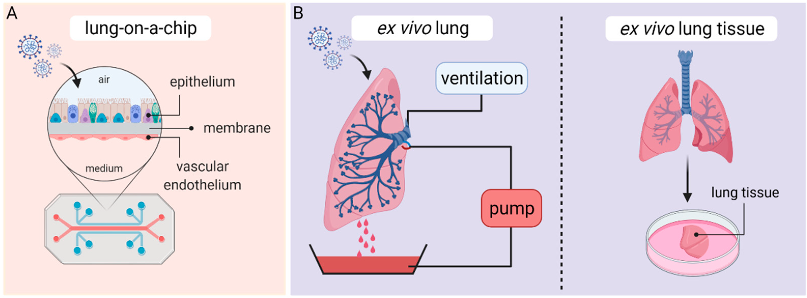 Viruses 13 00792 g004