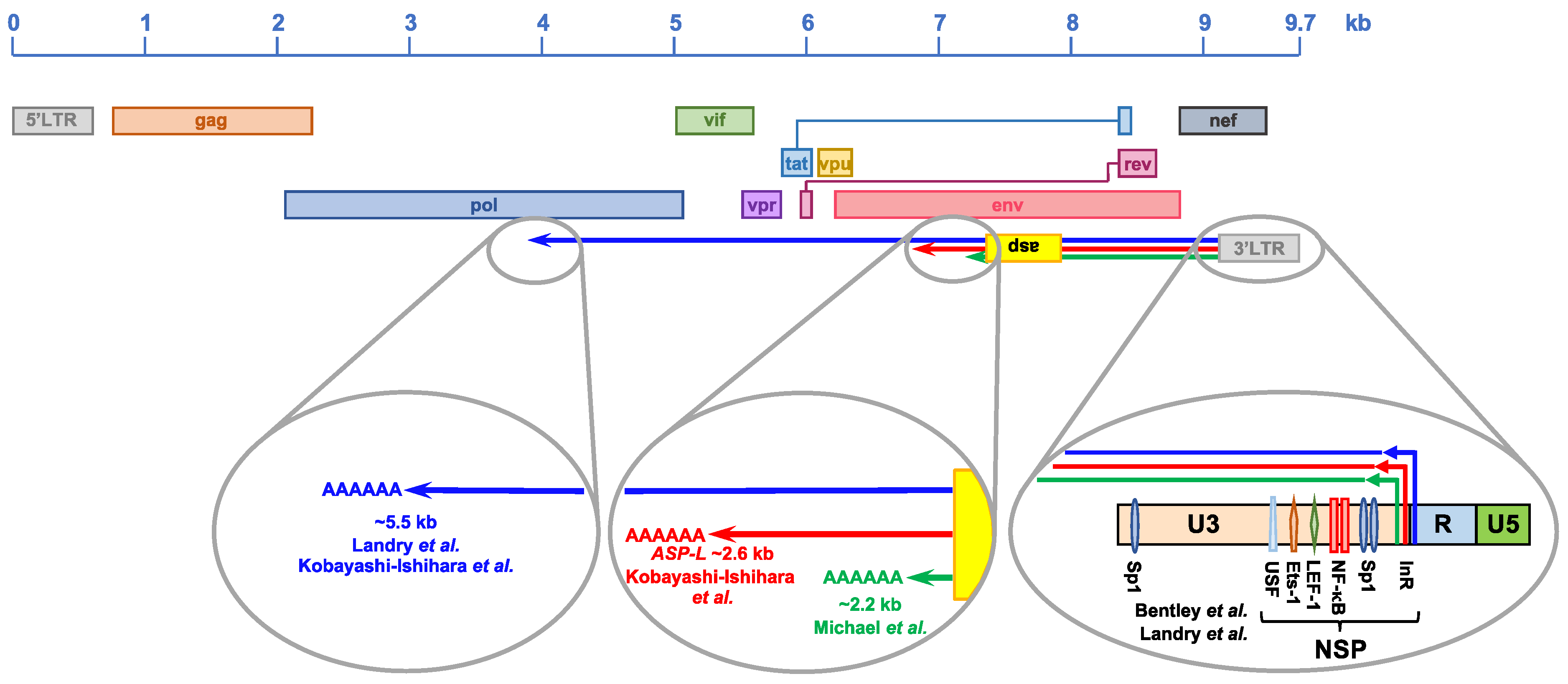 Viruses 13 00795 g002