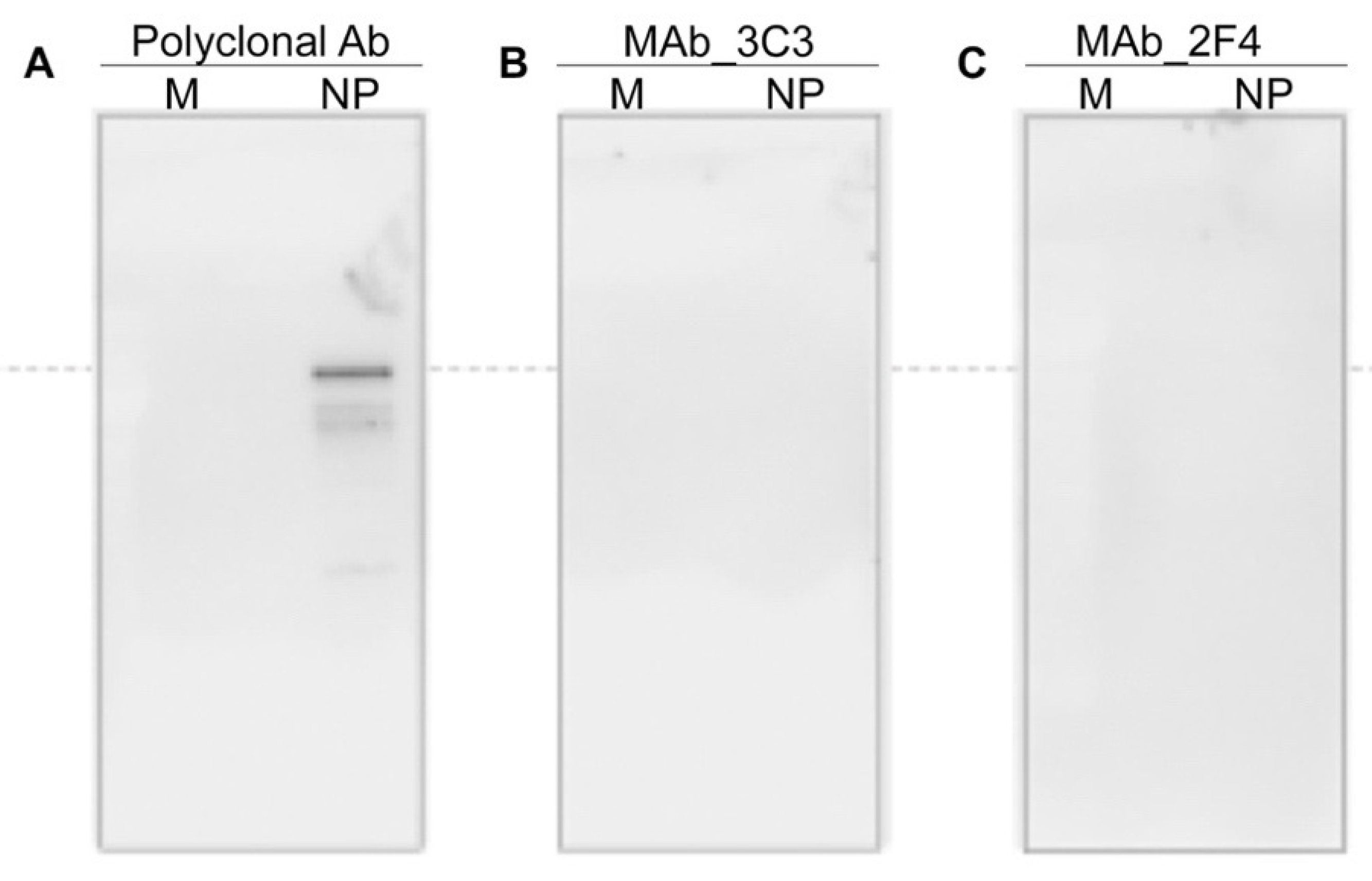 Viruses 13 00796 g004