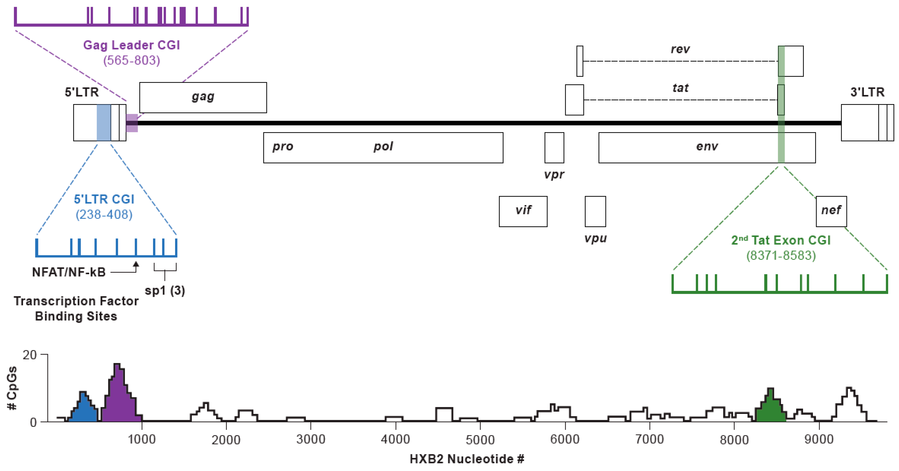 Viruses 13 00799 g001