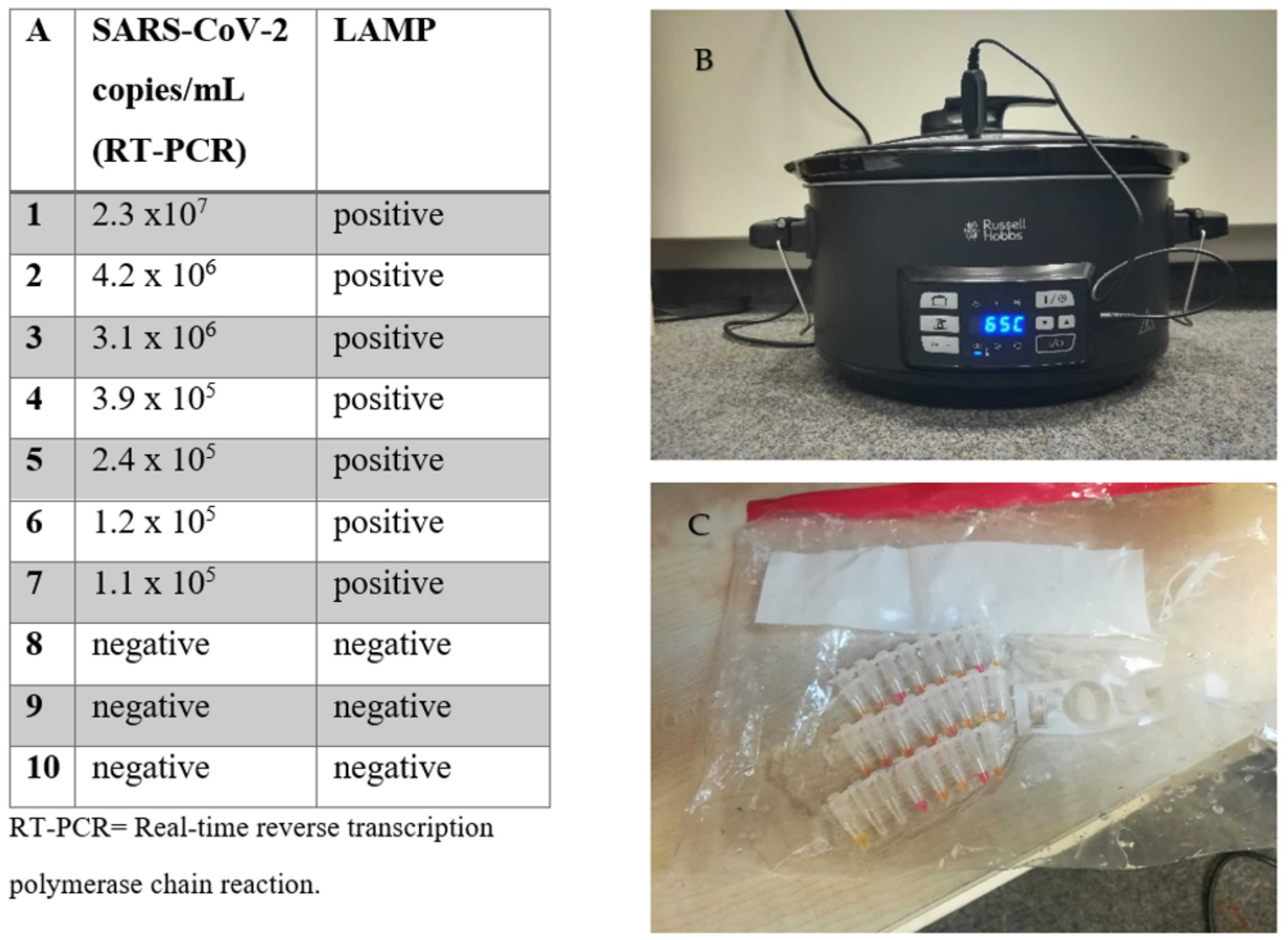 Viruses 13 00801 g002