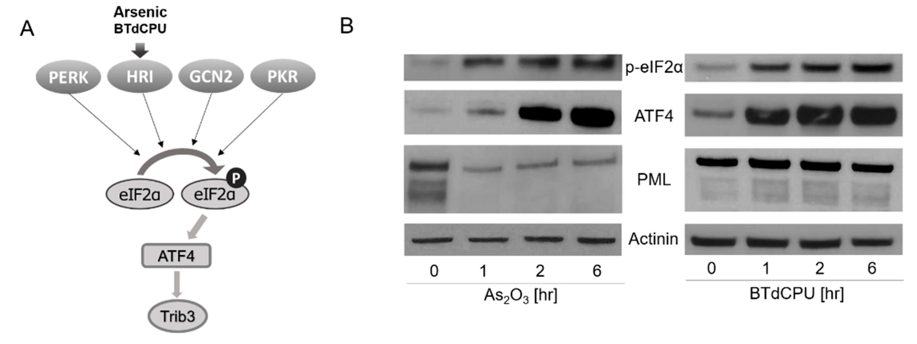 Viruses 13 00812 g001