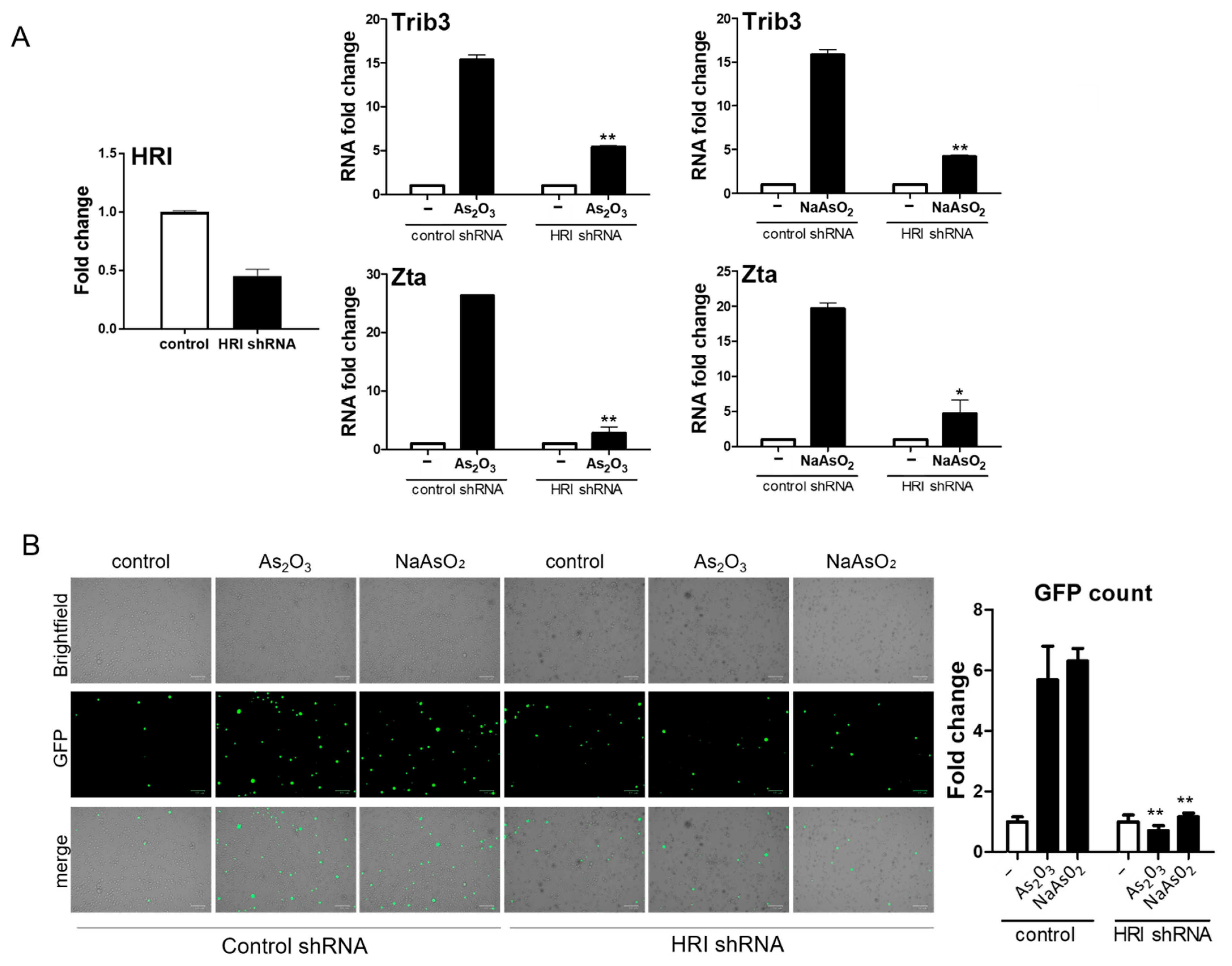 Viruses 13 00812 g003
