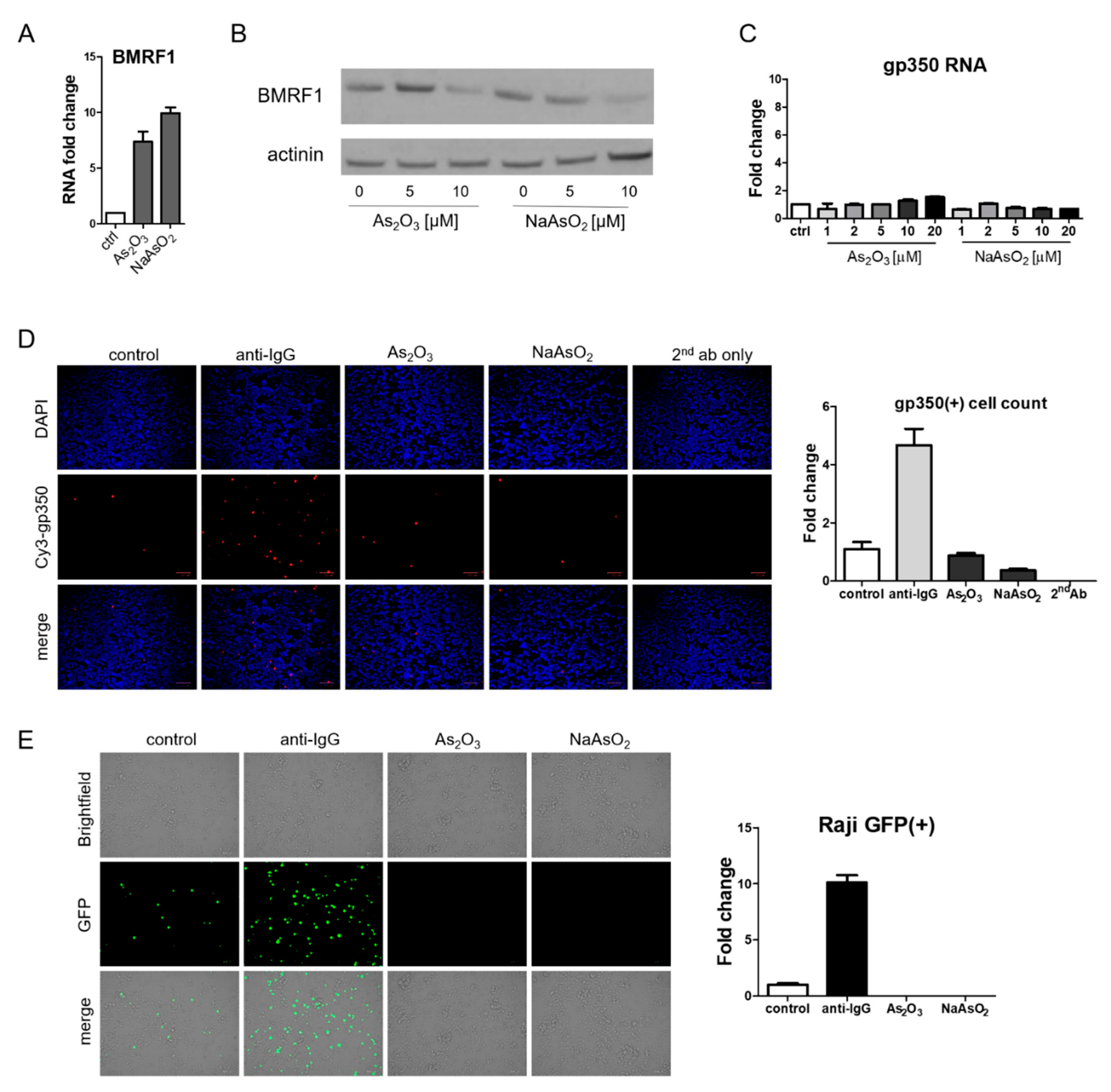 Viruses 13 00812 g005