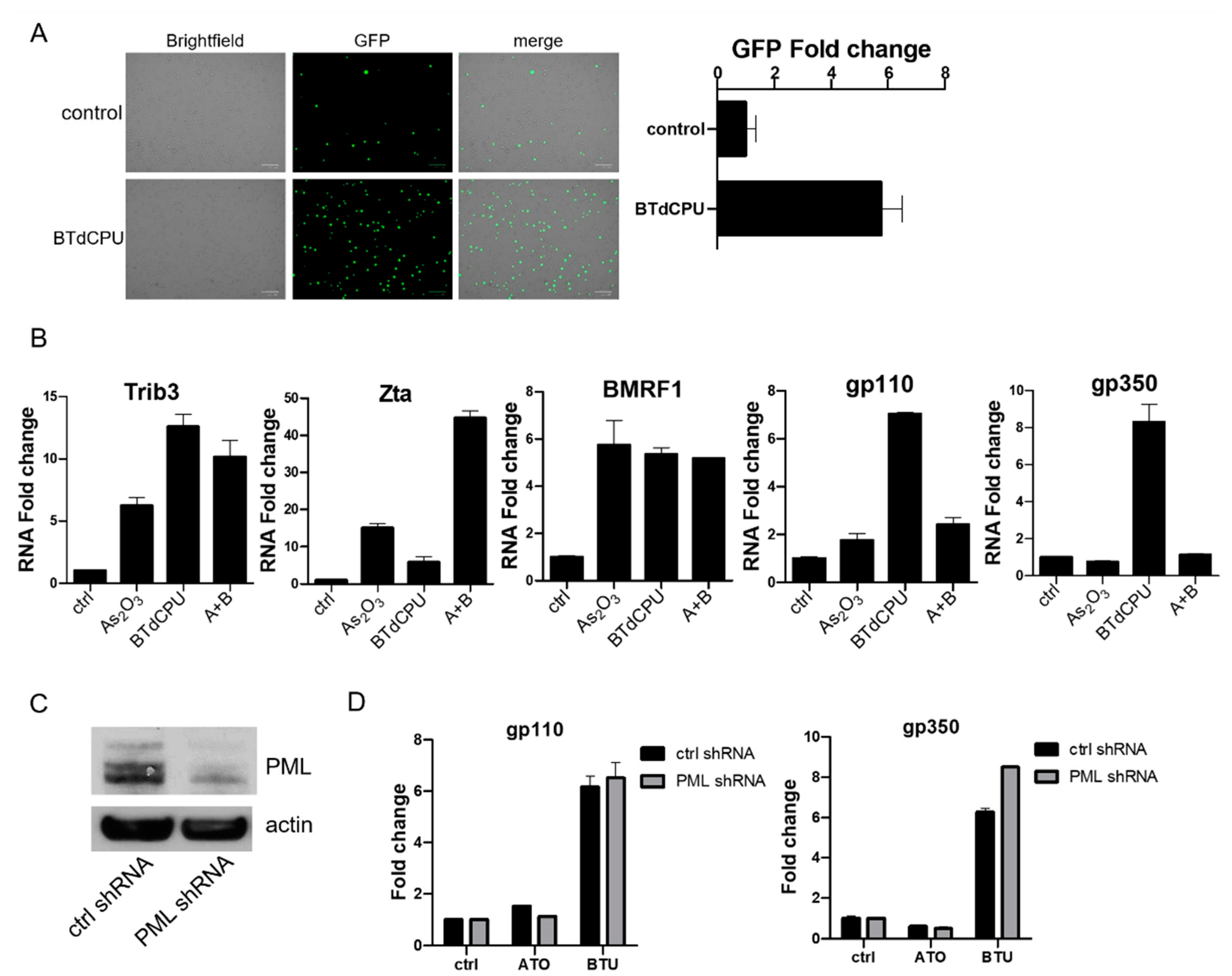 Viruses 13 00812 g006